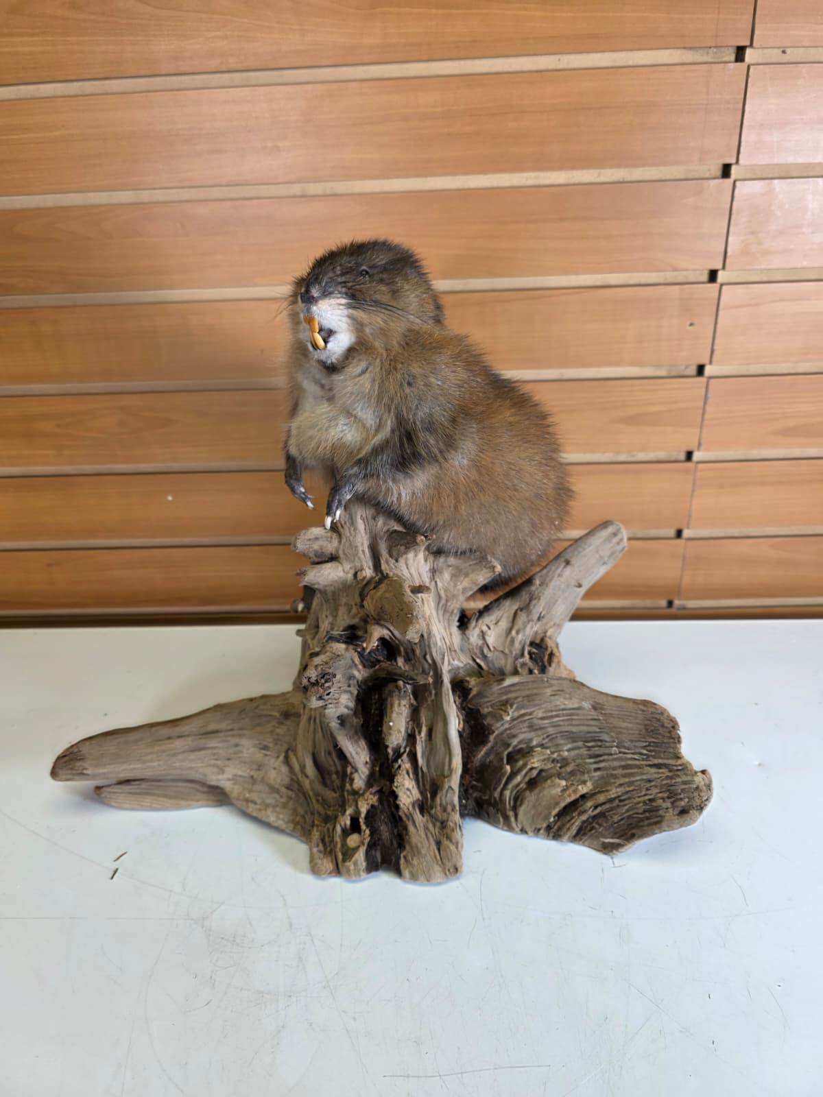 Fhmusk32 - Muskrat Taxidermy Mount