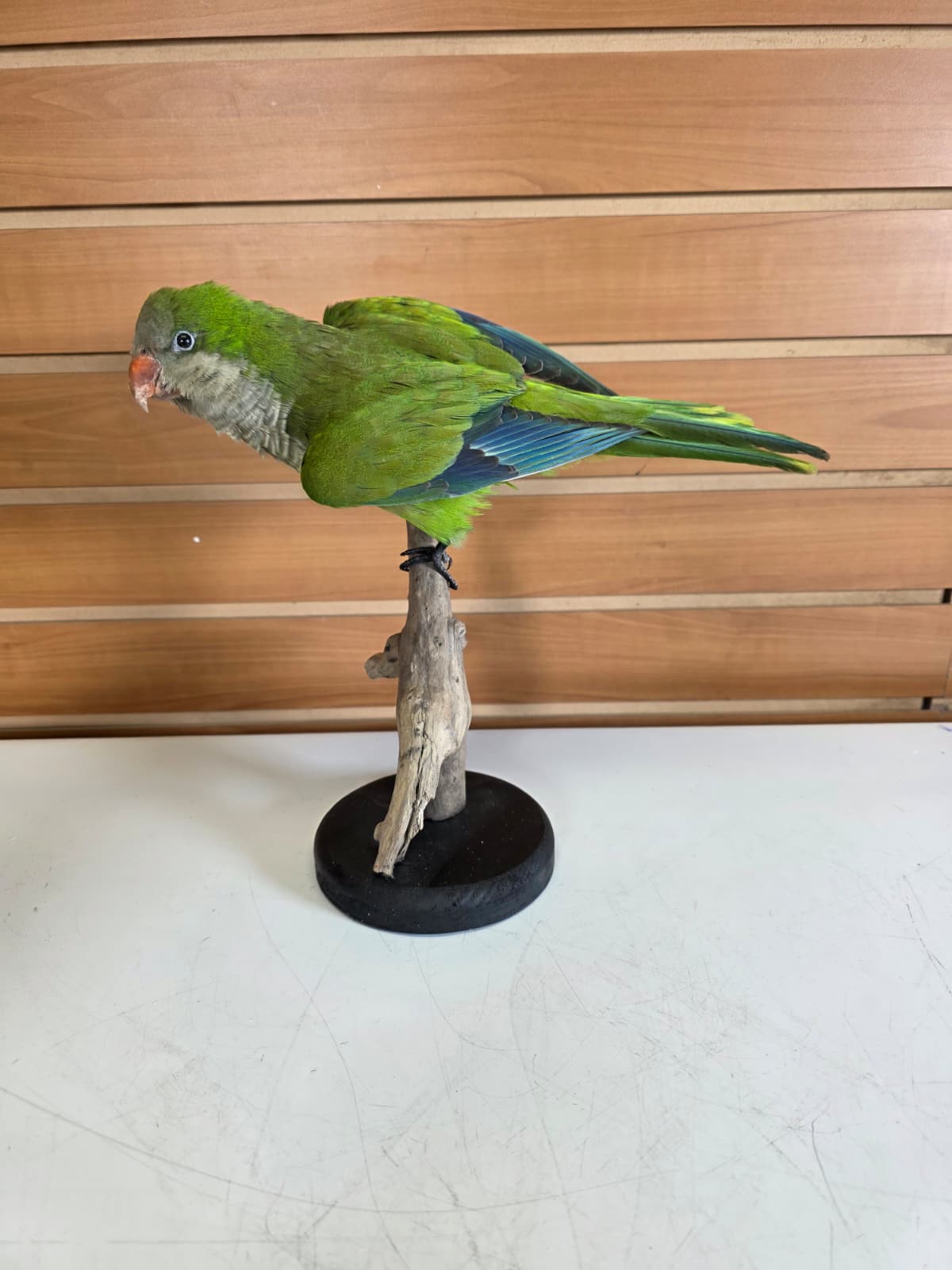Fhyen11 - Quaker Parrot Taxidermy Mount – Lifelike Display Piece