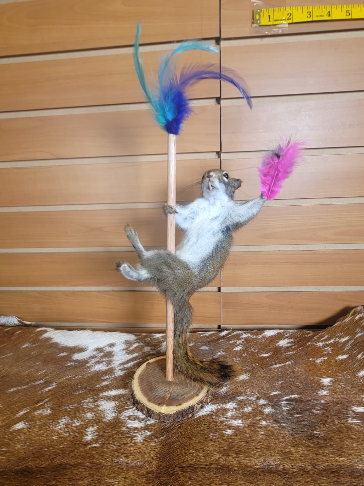 FHSQ304 - Stripping American Red Squirrel Taxidermy Mount