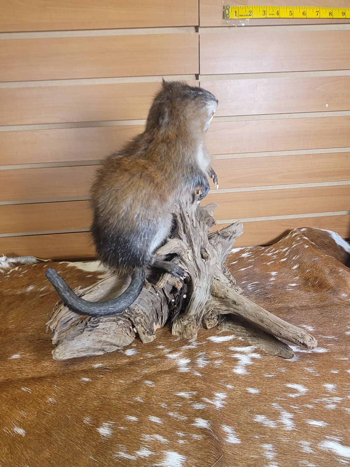 FHMUS300 - American Red Squirrel Taxidermy Mount