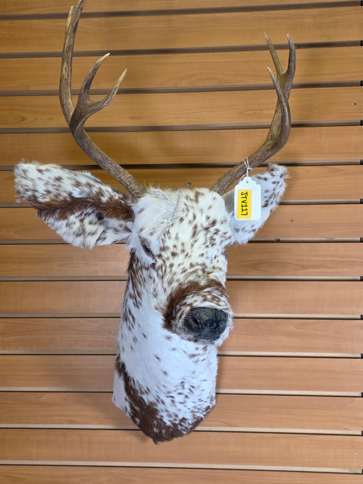 Jtv117 - Replica Deer Head and Neck – Taxidermy Mount