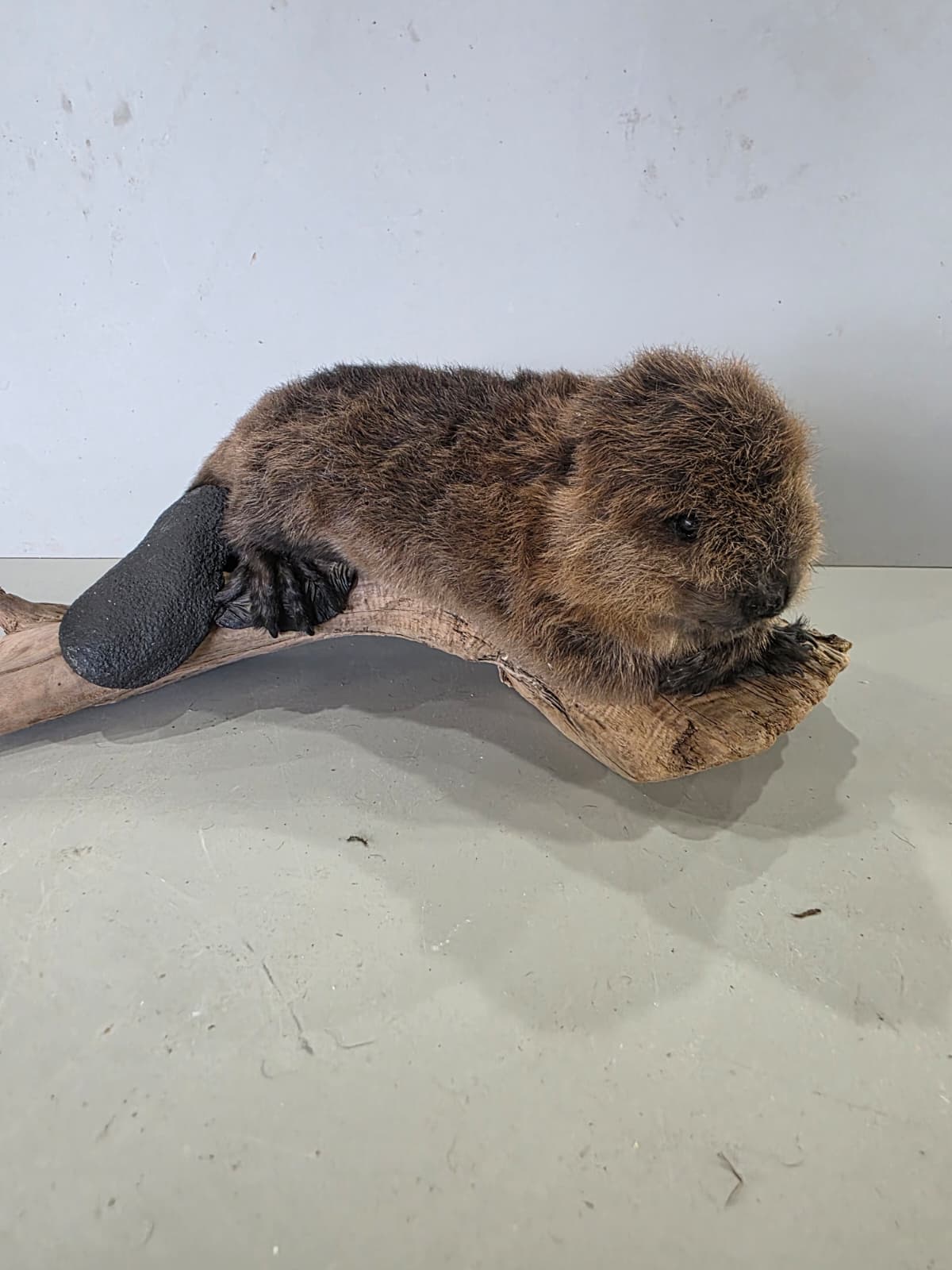 Fhck171 - Baby Beaver Taxidermy Mount – Lifelike Woodland Display