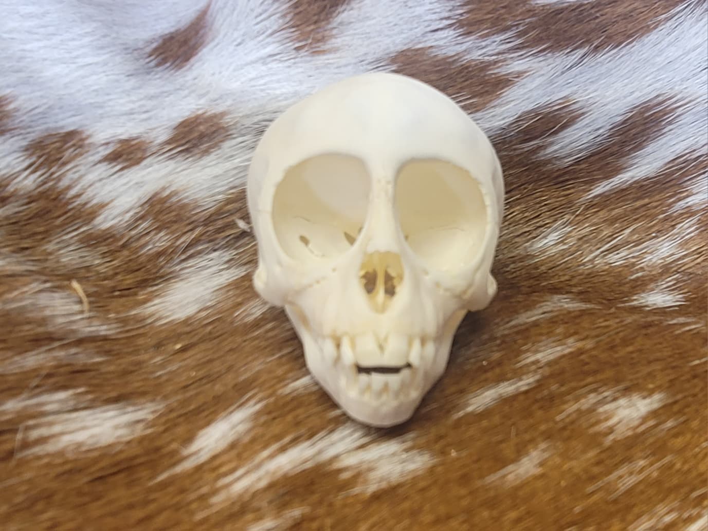FHPS303 - Red-handed tamarin real monkey skull