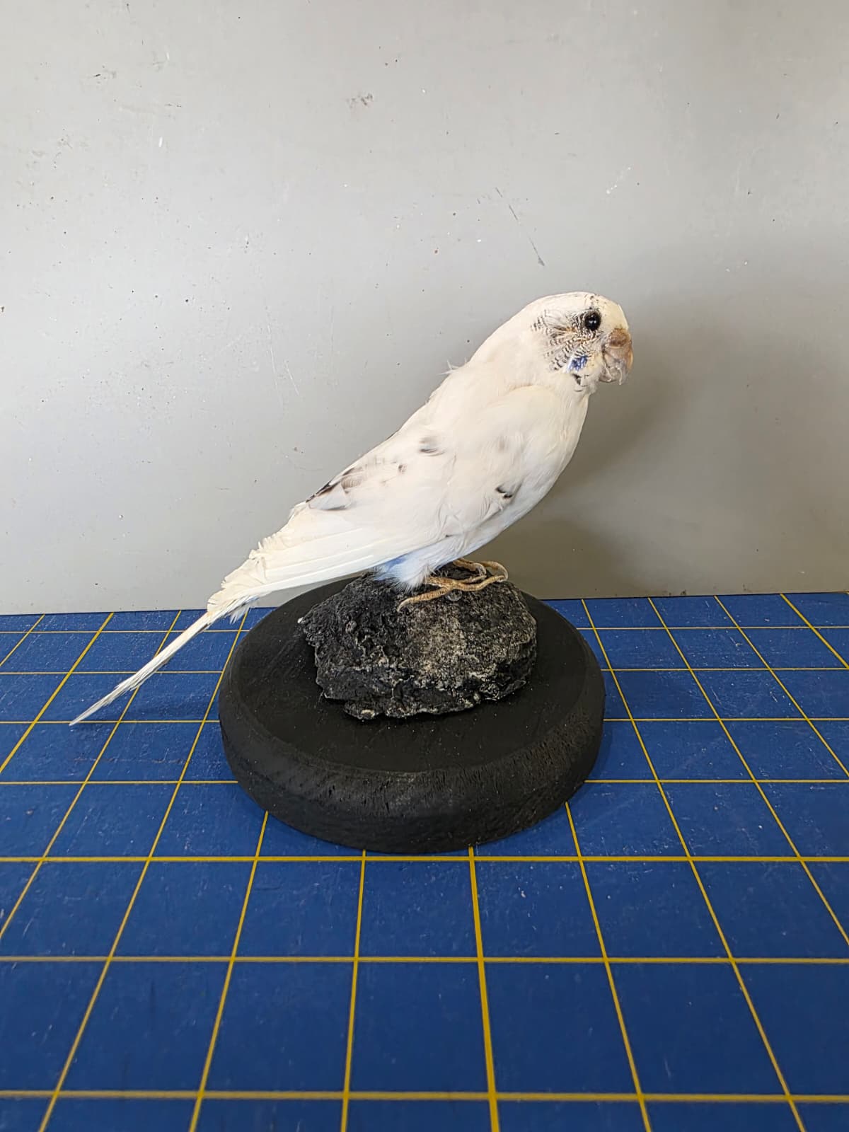 Fhyen2 - White Parakeet Taxidermy Mount – Natural Rock Base