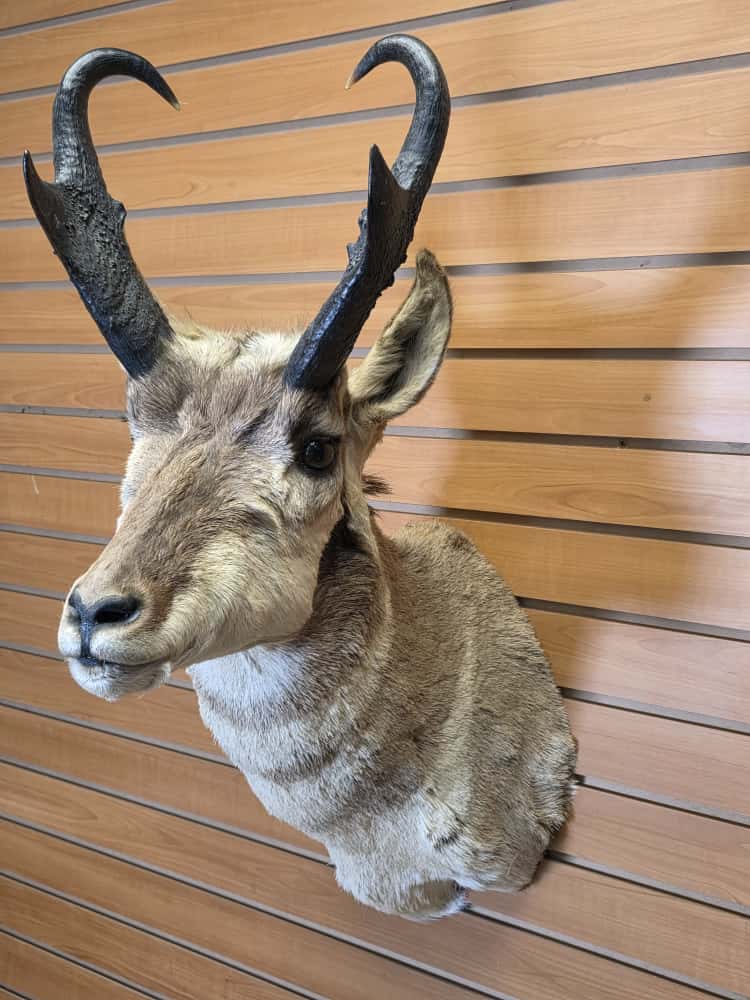 Fmcm48 - Pronghorn Shoulder Mount – Majestic Western Trophy Display