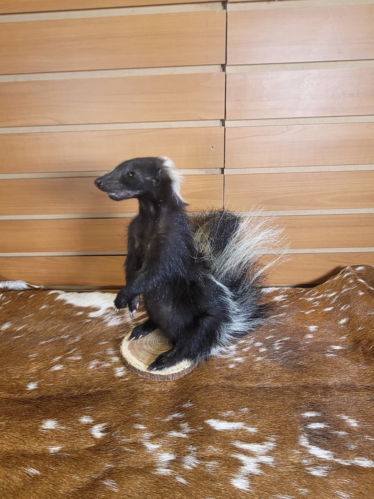 FHSKU307 - Full-Body baby Skunk Taxidermy Mount