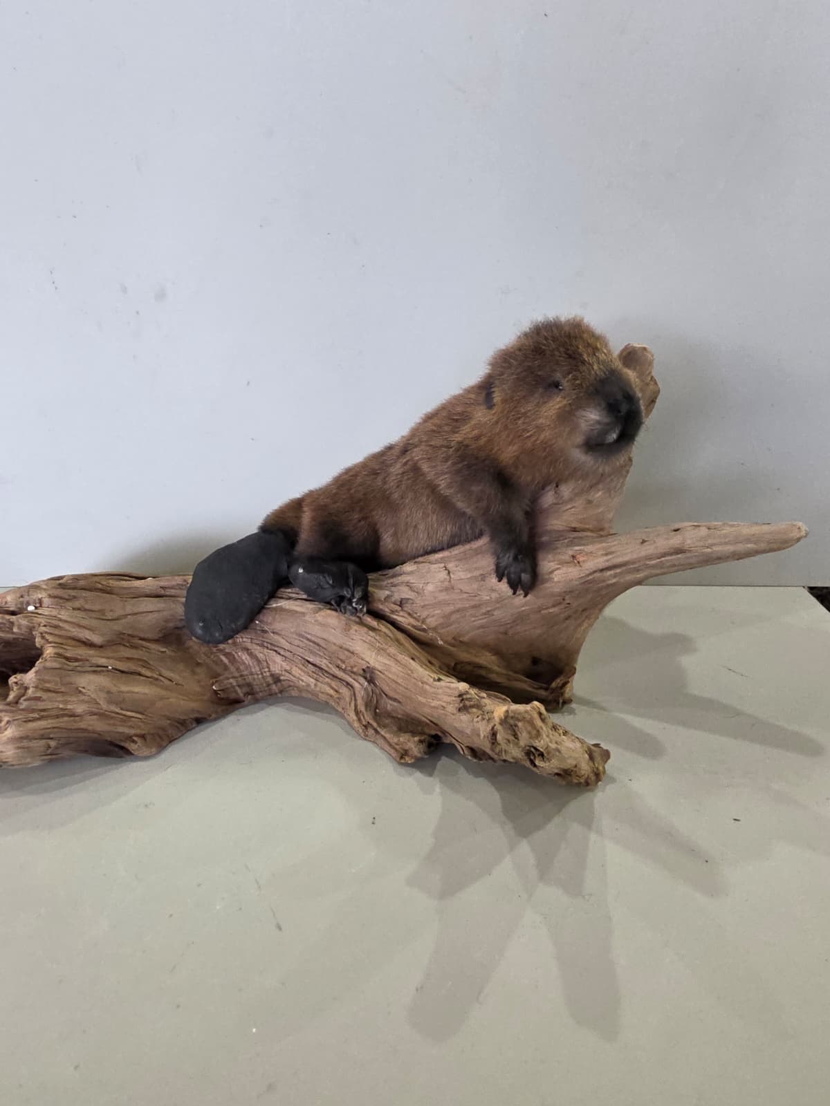 Fhck169 - Beaver Taxidermy Mount – Lifelike Woodland Display