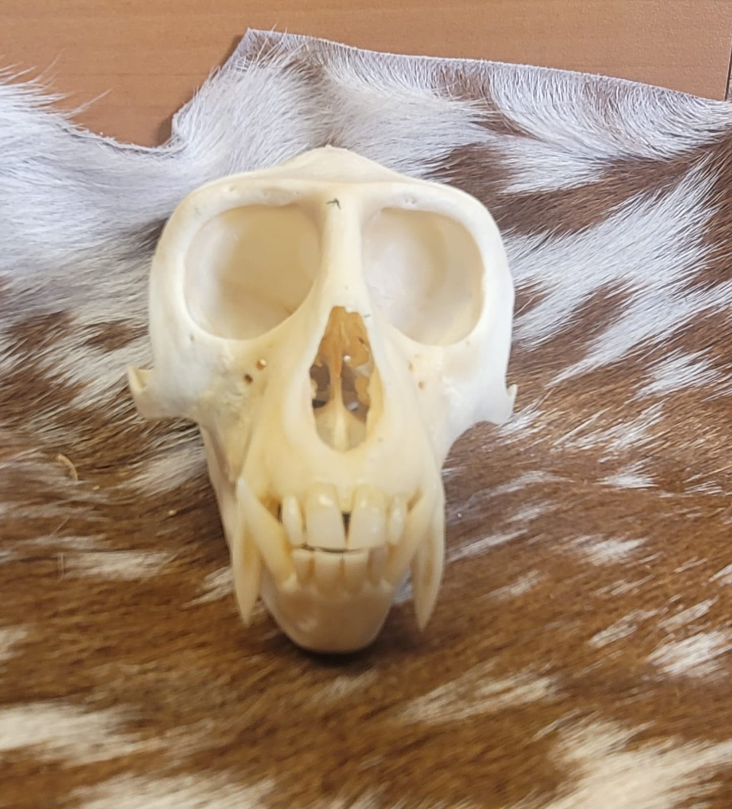 FHPS302 - Colobus real monkey skull