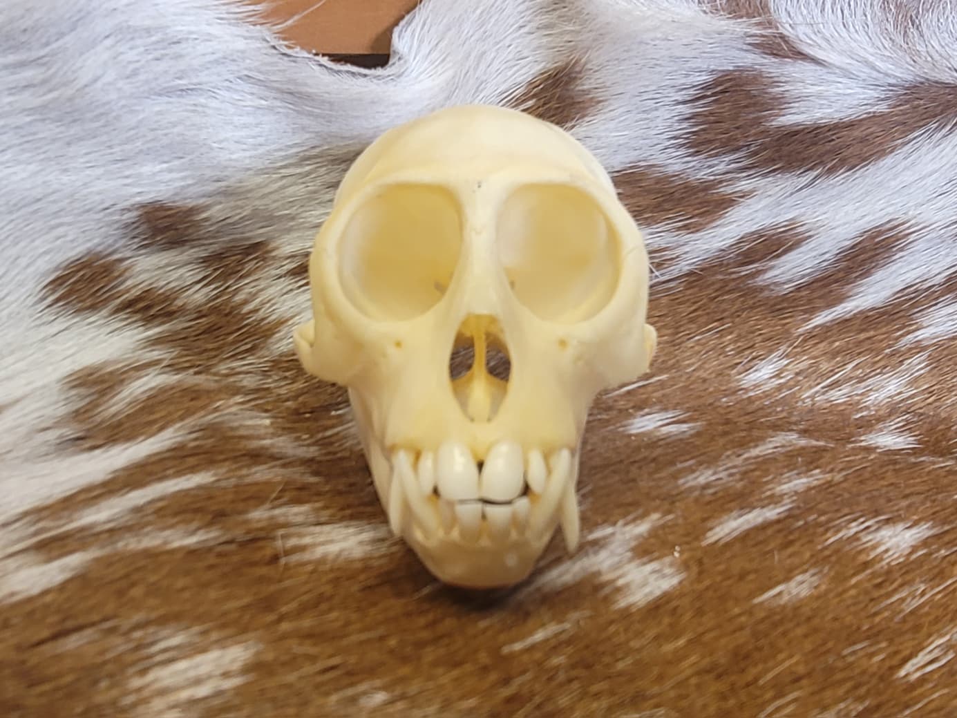 FHPS304 - Colobus Monkey taxidermy real skull