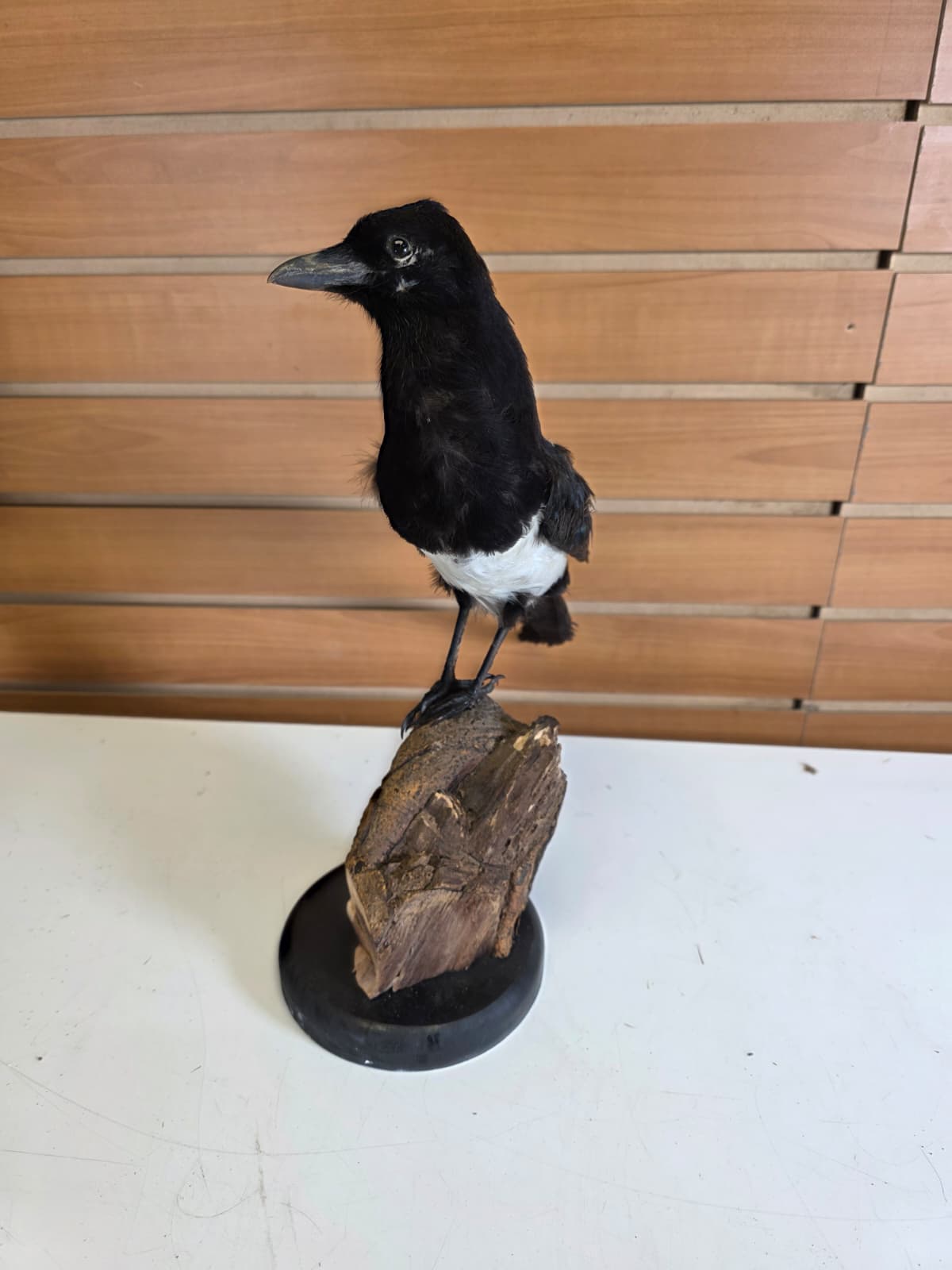 SPLL11 - Taxidermy Eurasian Magpie