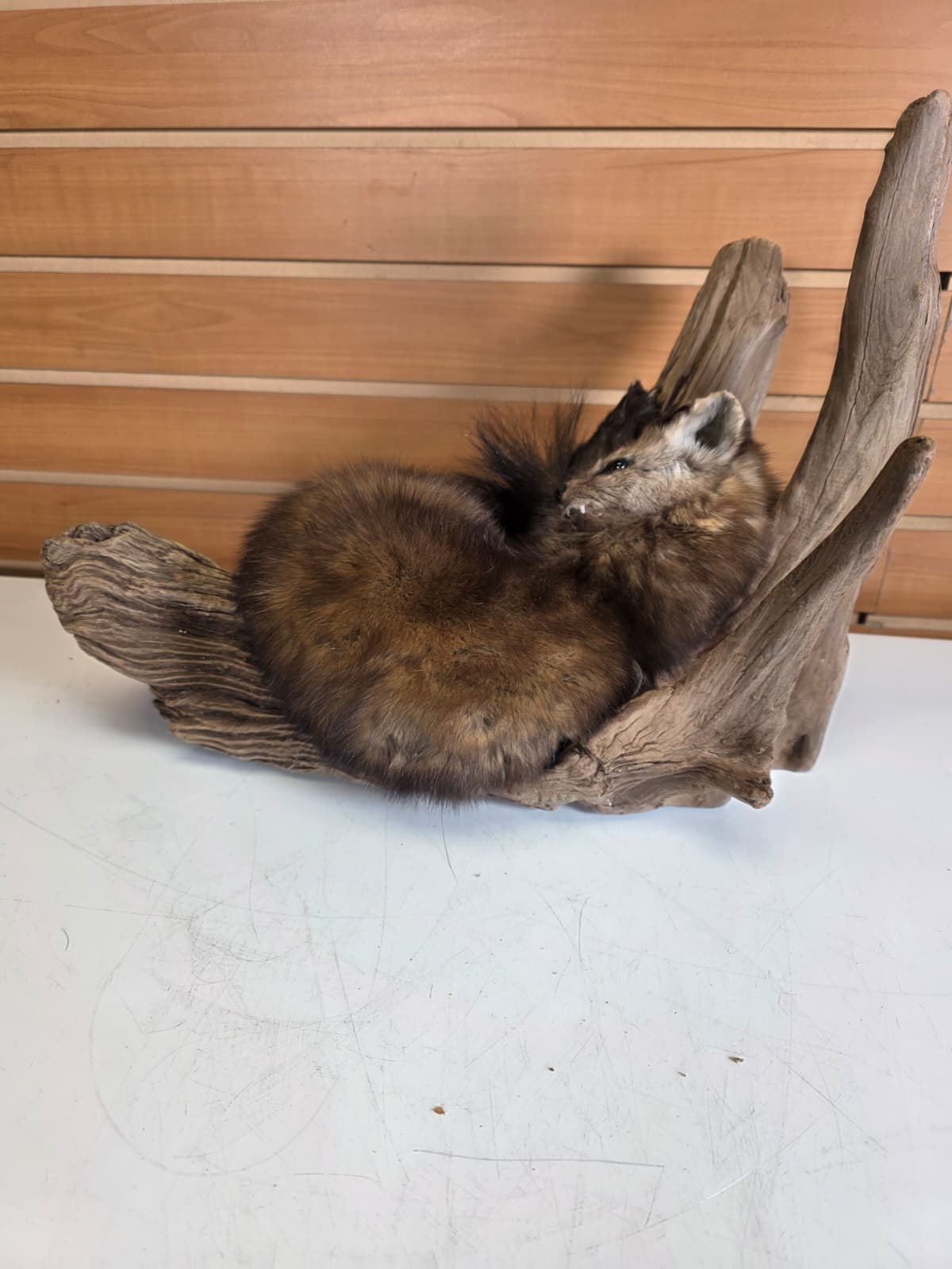 Fhck155 - Taxidermy Marten full body mount
