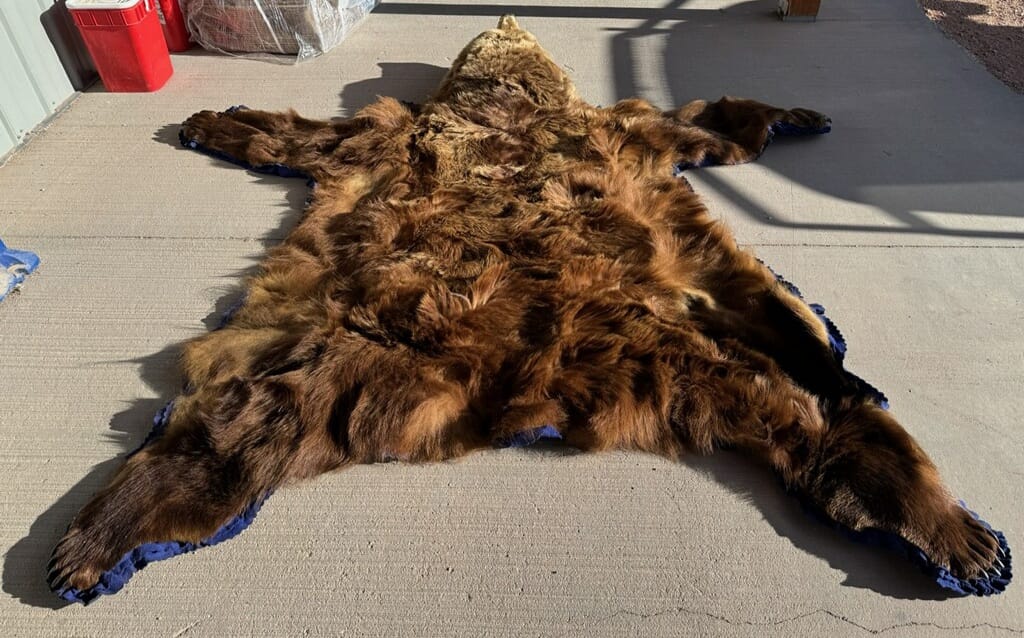 FHRUG301 - Brown Bear Rug Taxidermy