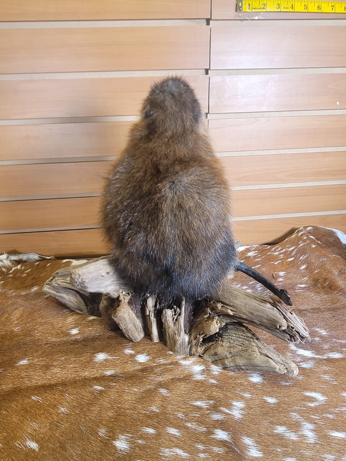 FHMUS300 - American Red Squirrel Taxidermy Mount