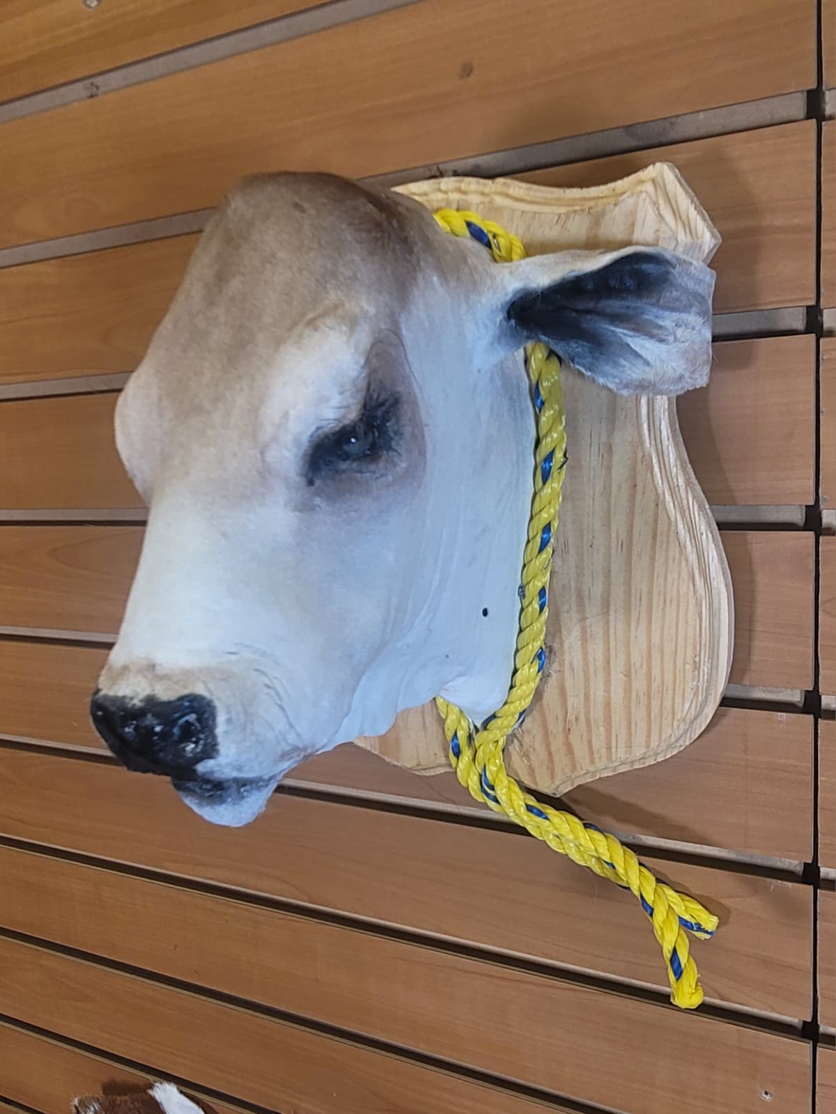 FHCOW309 - Mounted Calf Head – Taxidermy