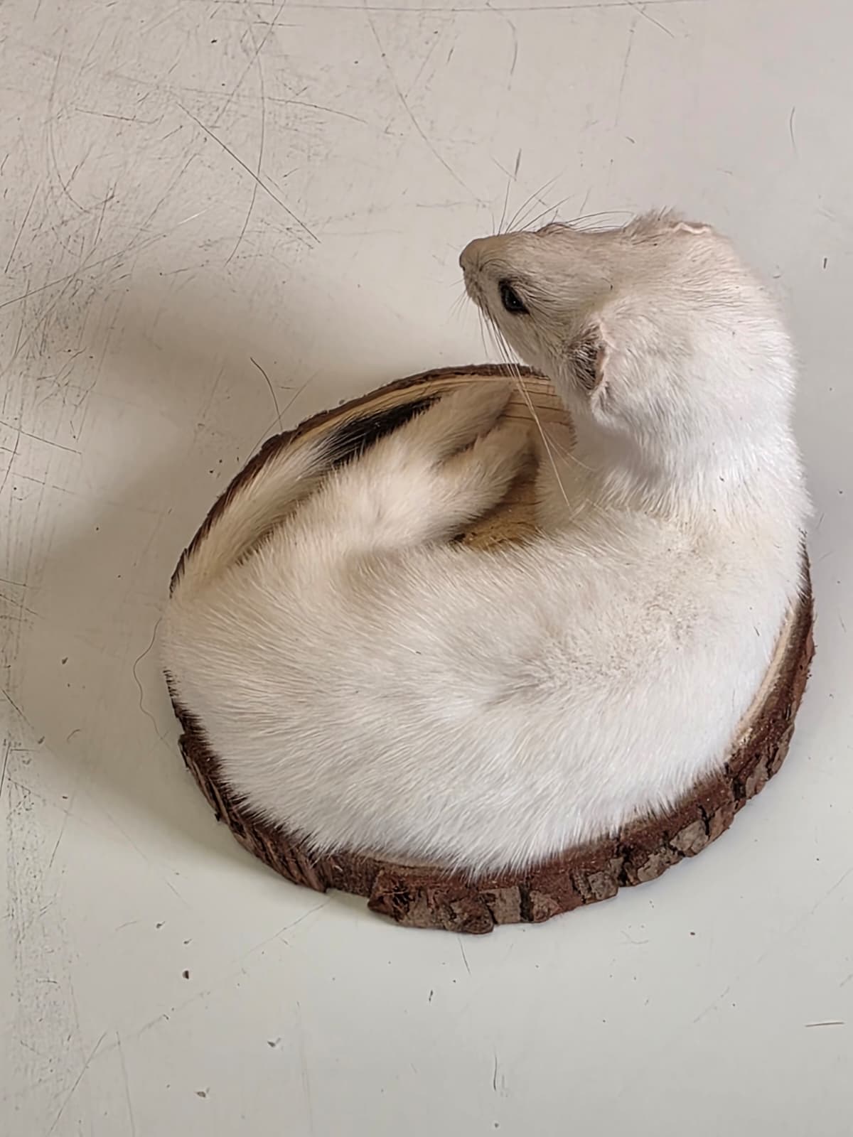 Fhck158 - Beautiful Adorable Weasel Ermine Small Animal Taxidermy