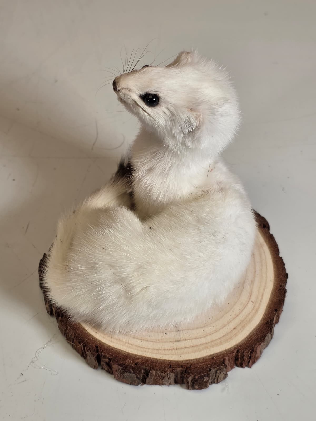 Fhck152 - Beautiful Adorable Weasel Ermine Small Animal Taxidermy