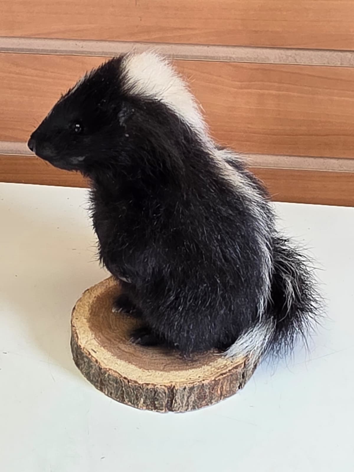 FHCK142 - baby skunk taxidermy mount