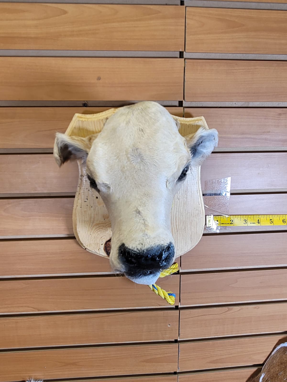 FHCOW304 - Mounted Calf Head – Taxidermy