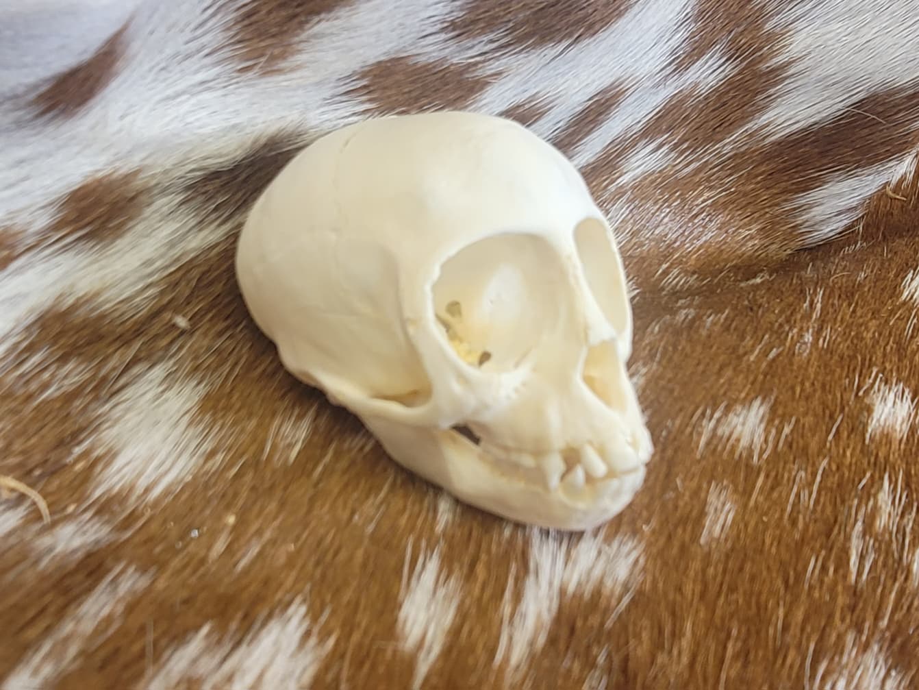 FHPS303 - Red-handed tamarin real monkey skull