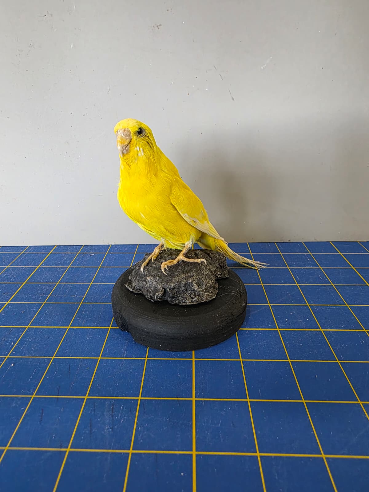 Fhyen6 - Yellow Parakeet Taxidermy Mount – Bright Natural Display