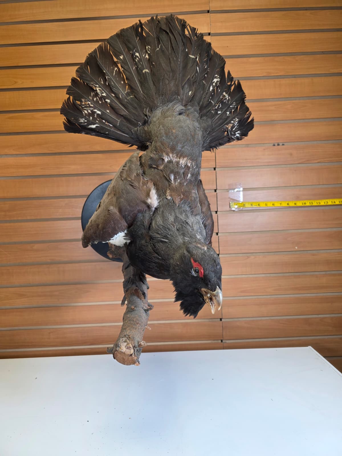 Jtv301 - Taxidermy Western Capercaillie – Male (Cock Grouse)