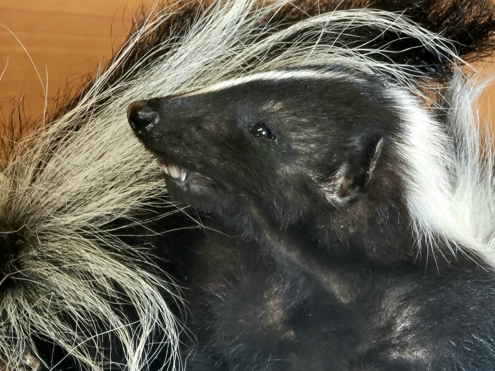 FHSKU315 - Full-Body baby Skunk Taxidermy Mount