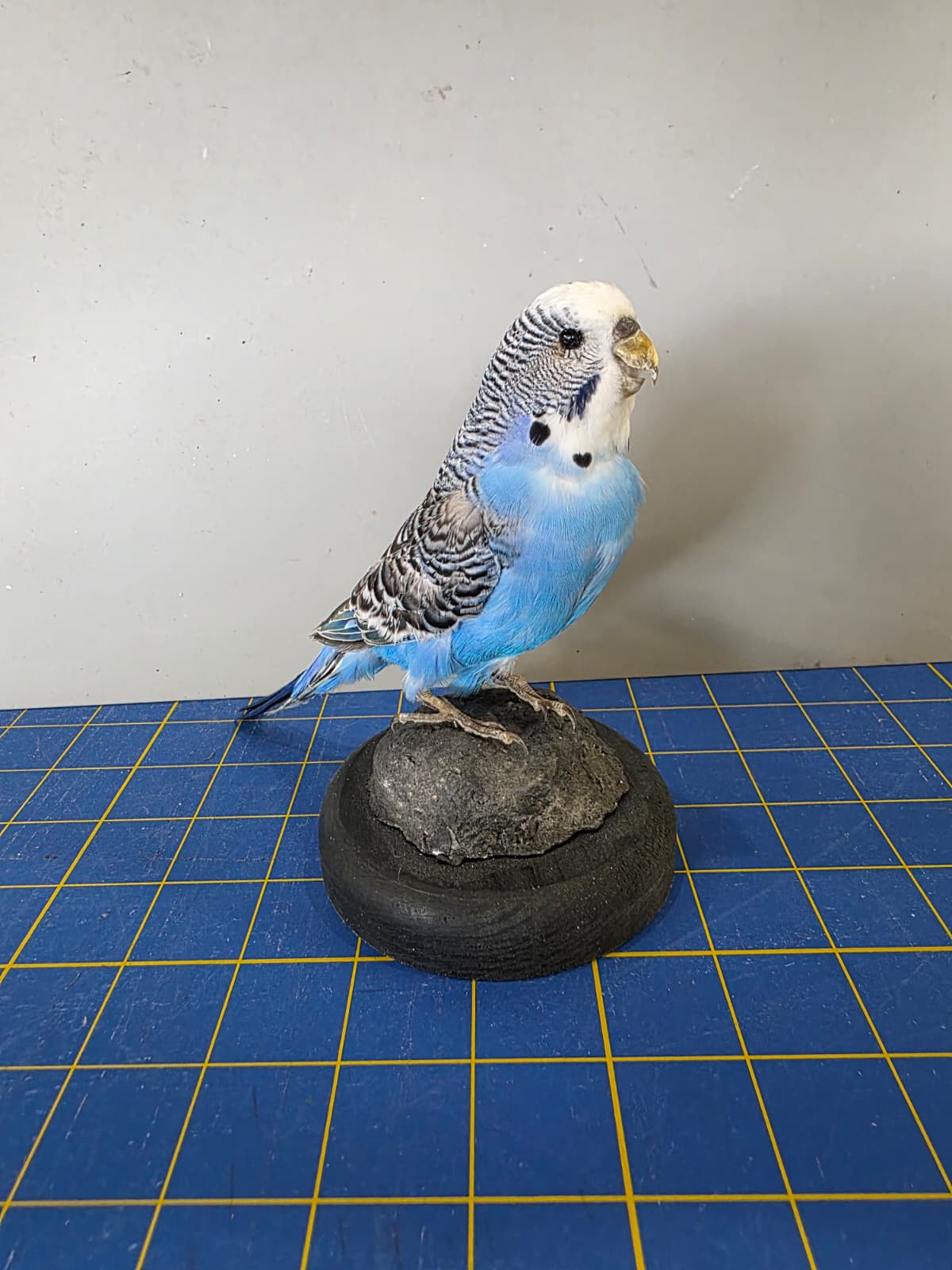 Fhyen3 - Blue Parakeet Taxidermy Mount – Natural Rock Display