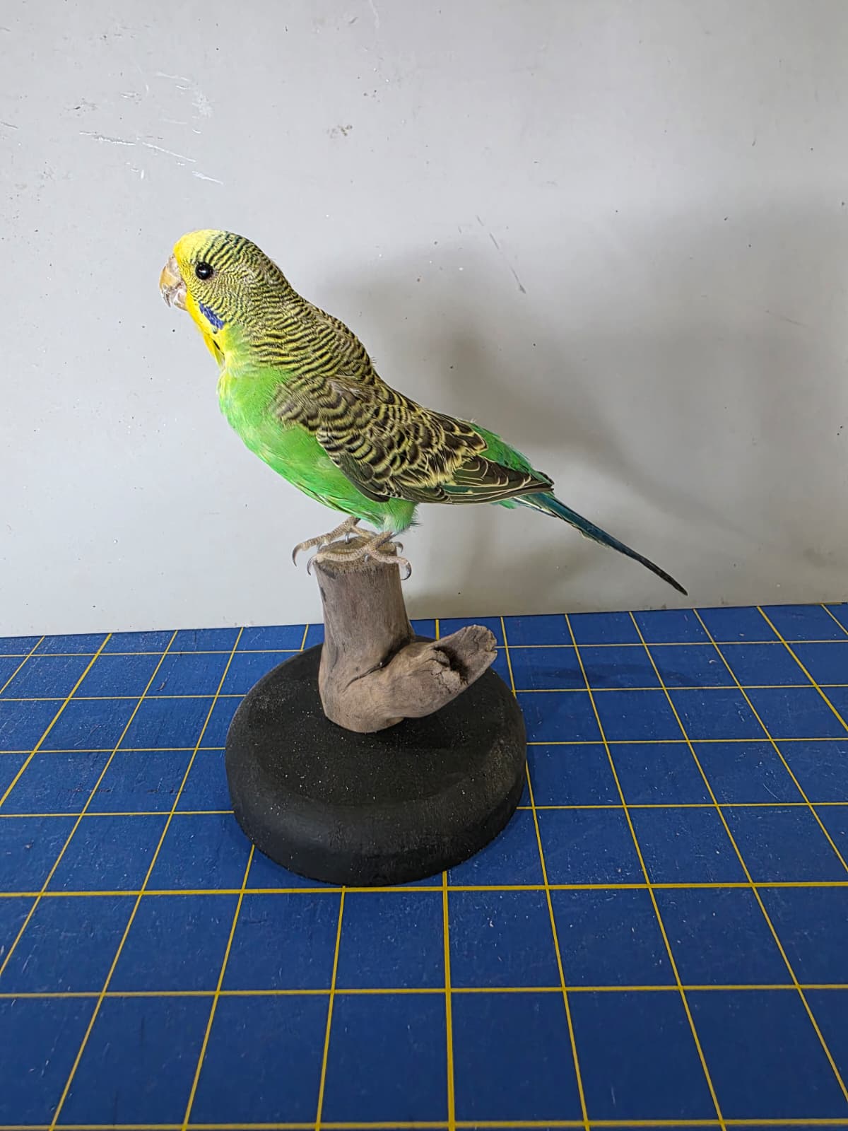 Fhyen1 - Parakeet Taxidermy Mount – Lifelike Decorative Display