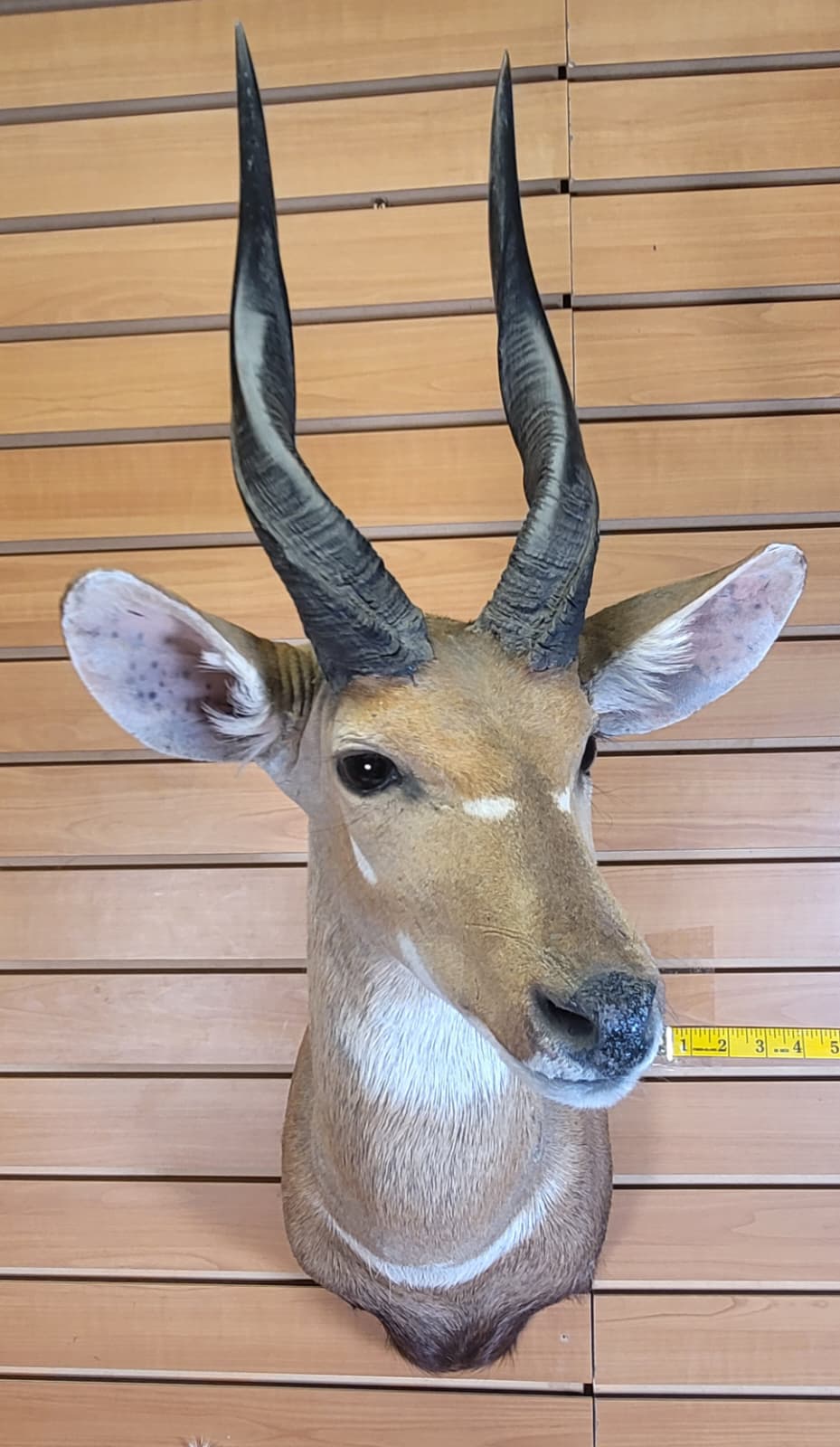 FHFF301 - Bushbuck Head – Taxidermy Mount