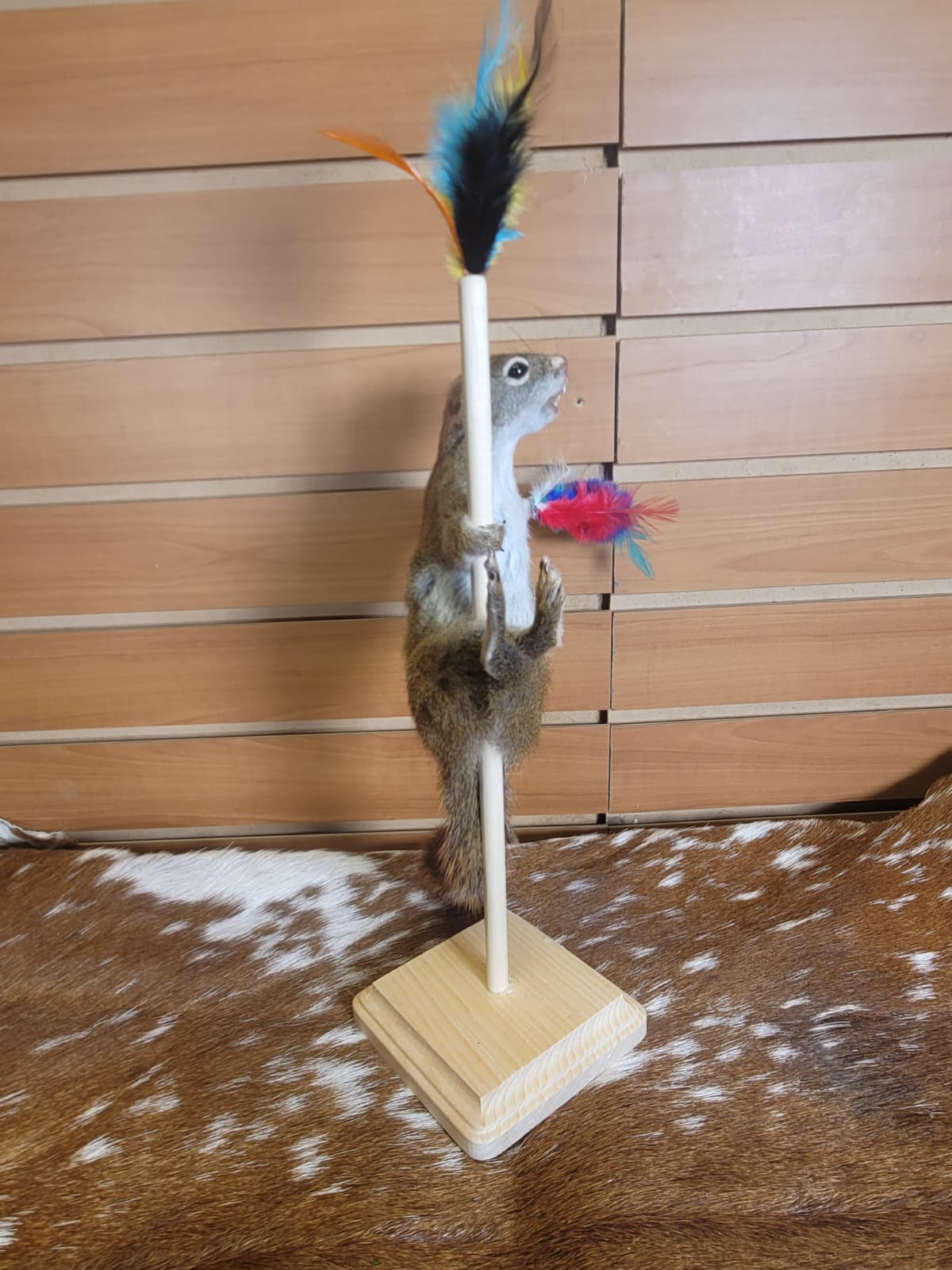 FHSQ303 - Stripping American Red Squirrel Taxidermy Mount