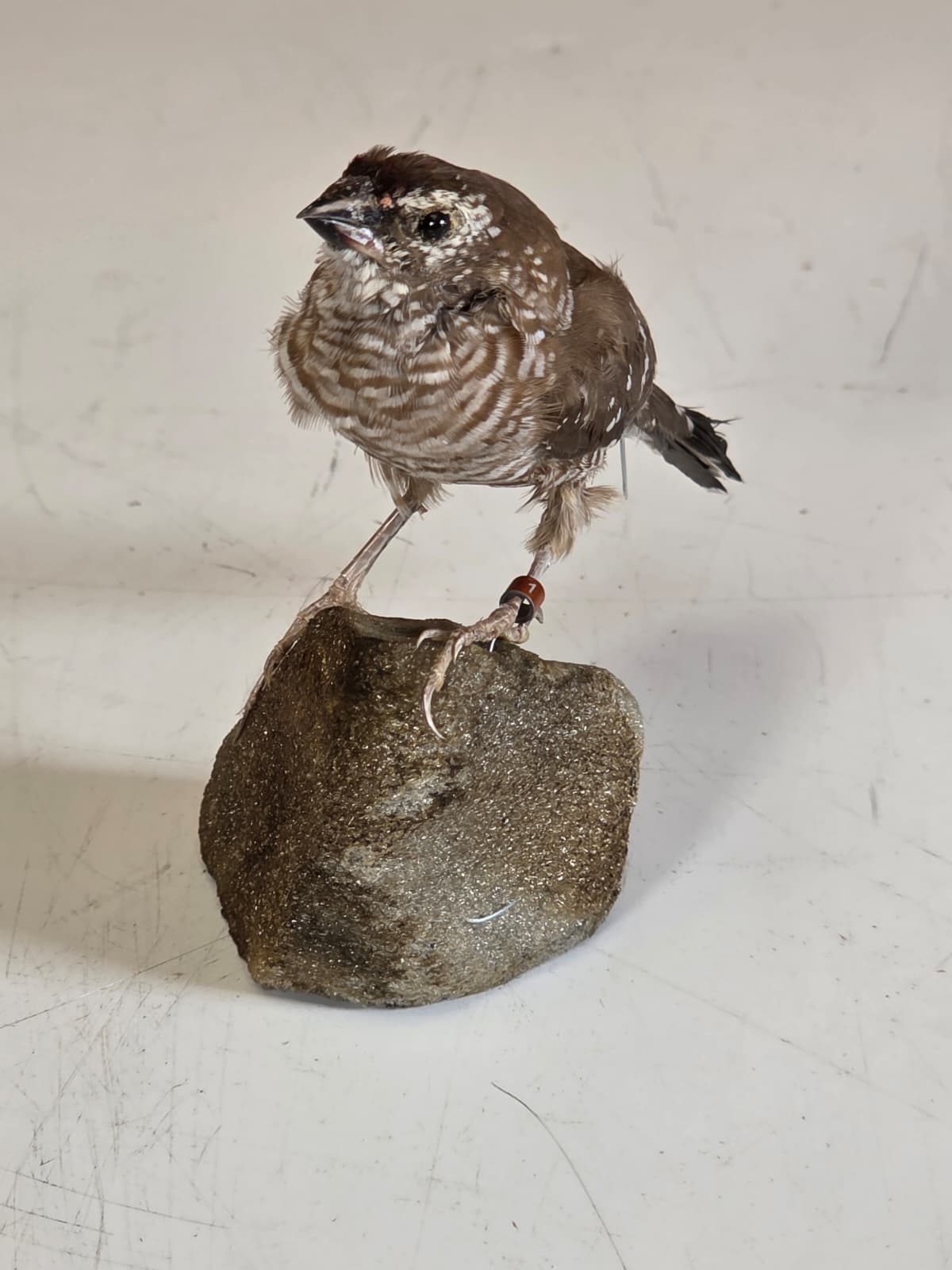 JTV318 - Plum-Headed Finch – Female Taxidermy Mount