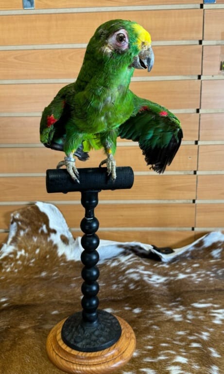 FHPAR301 - Yellow-crowned Amazon – Taxidermy Mount