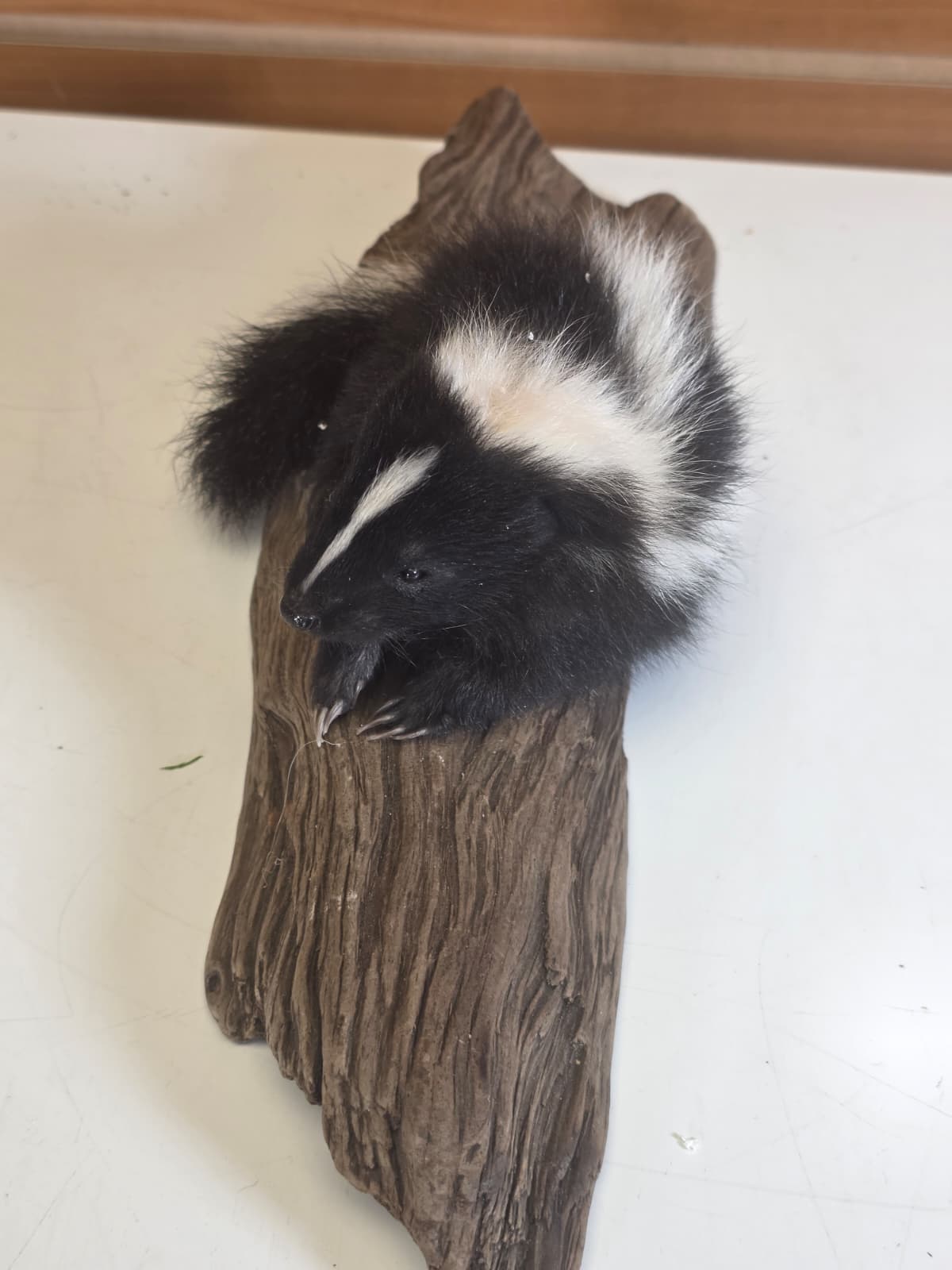 FHCK150 -  baby skunk taxidermy mount