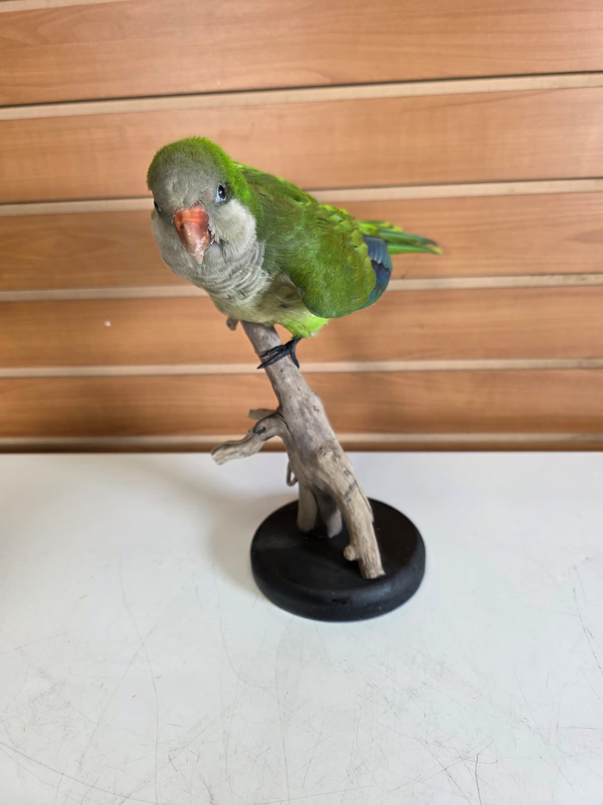 Fhyen11 - Quaker Parrot Taxidermy Mount – Lifelike Display Piece
