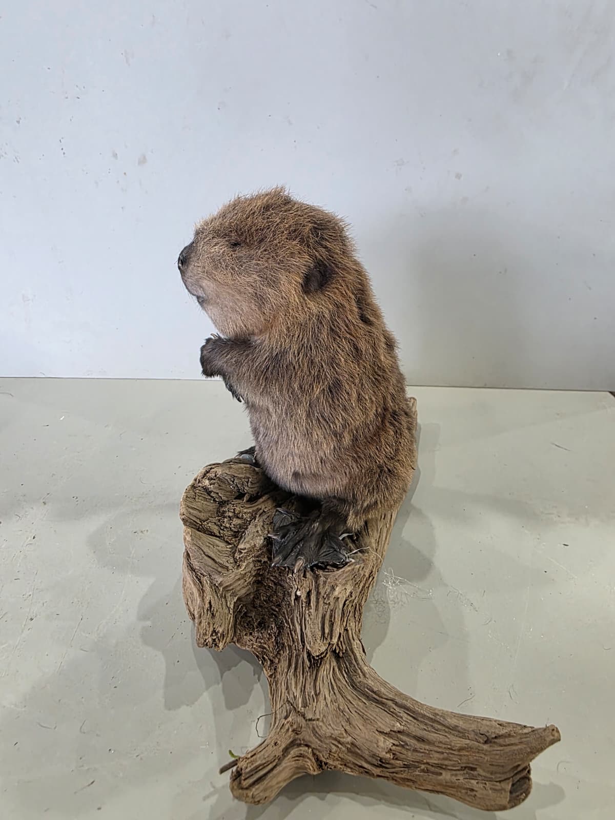 Fhck170 - Baby Beaver Taxidermy Mount – Lifelike Woodland Display