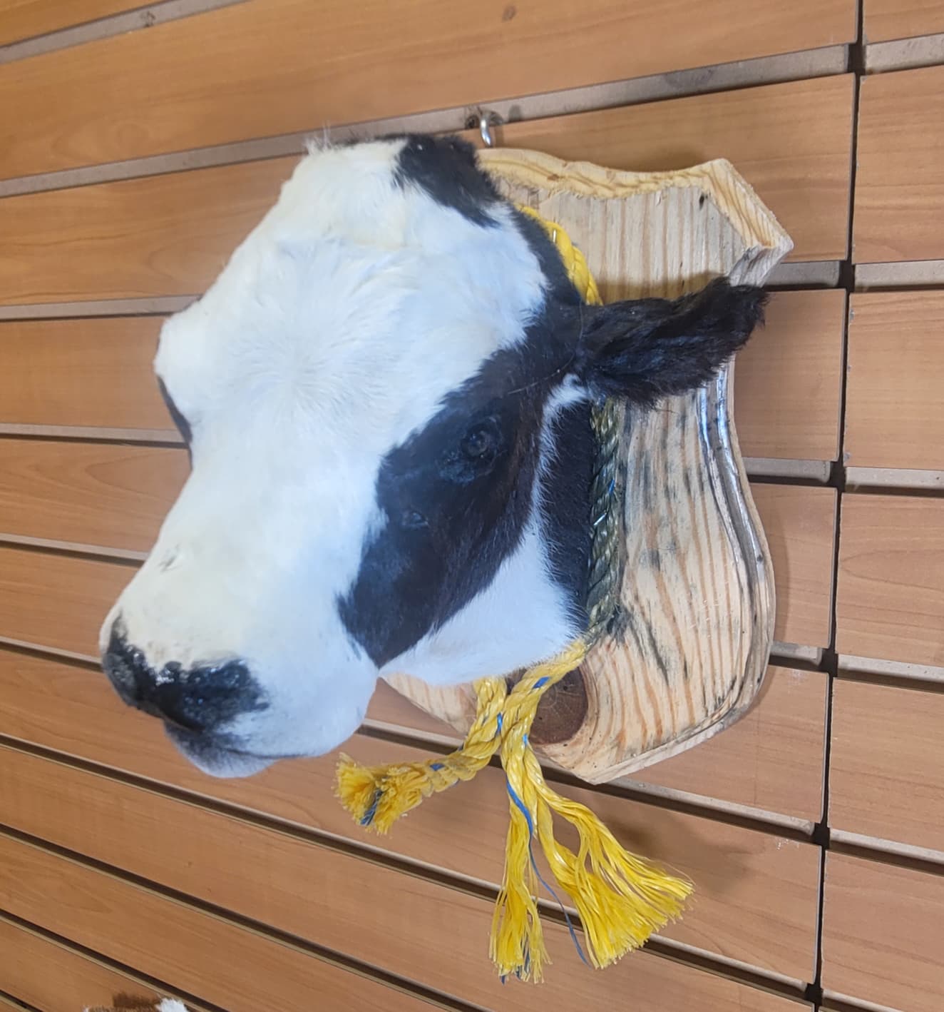 FHCOW311 - Mounted Calf Head – Taxidermy