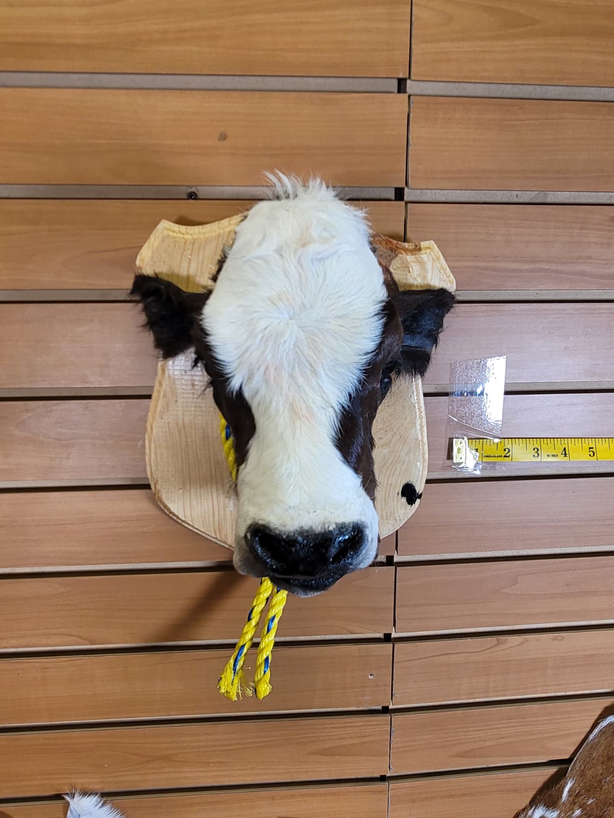 FHCOW305 - Mounted Calf Head – Taxidermy