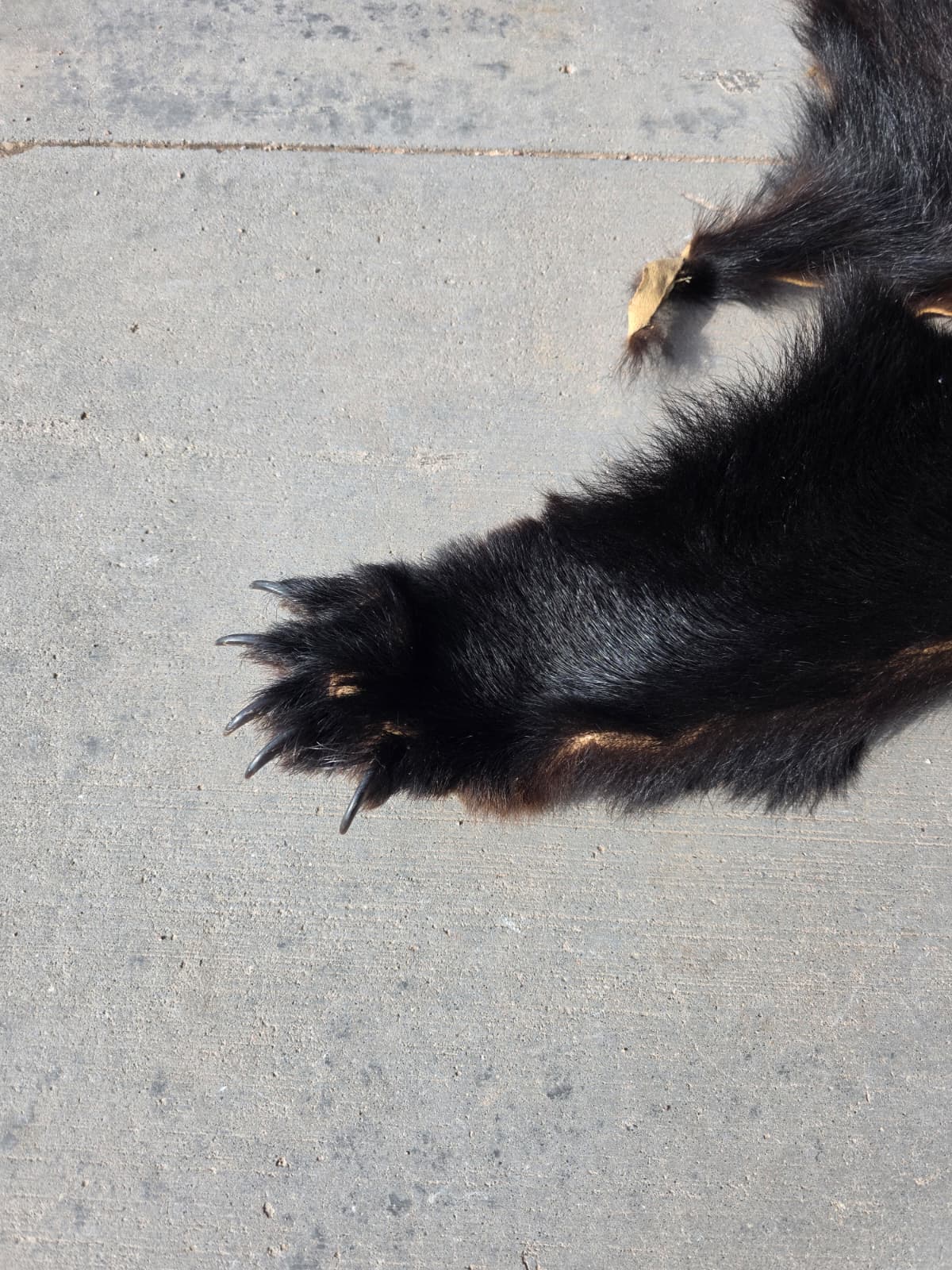 jtv320 - Black Bear Rug – Authentic Taxidermy Decor