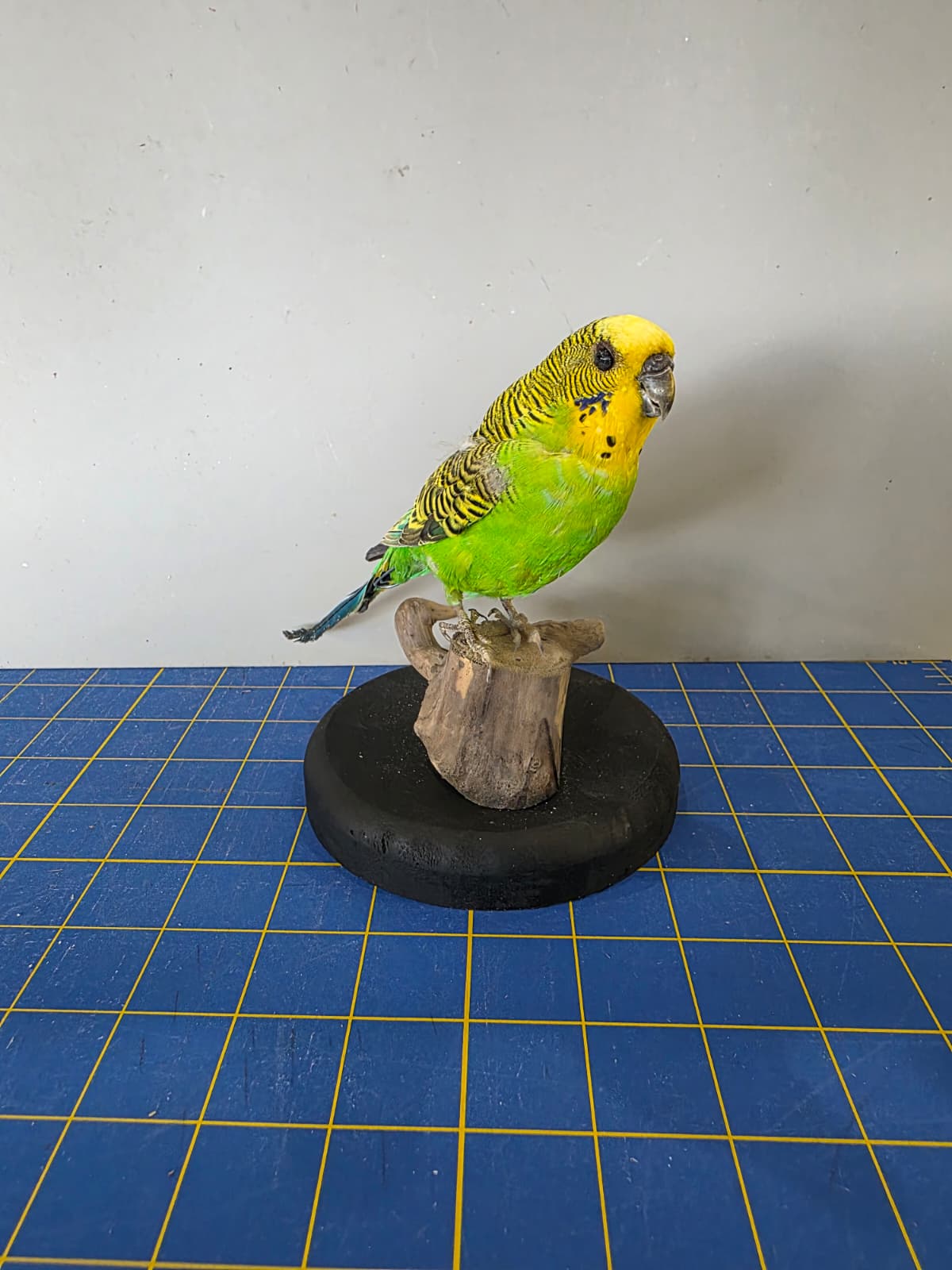 Fhyen10 - Yellow & Green Parakeet Taxidermy Mount – Vibrant Natural Display