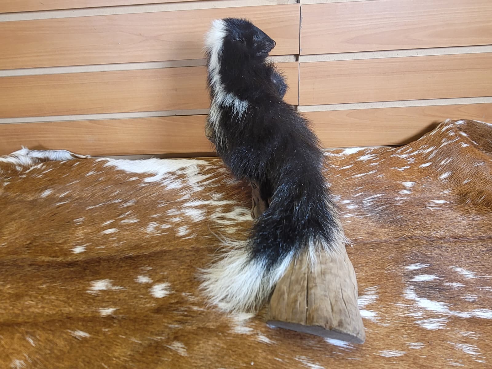 FHSKU313 - Full-Body baby Skunk Taxidermy Mount
