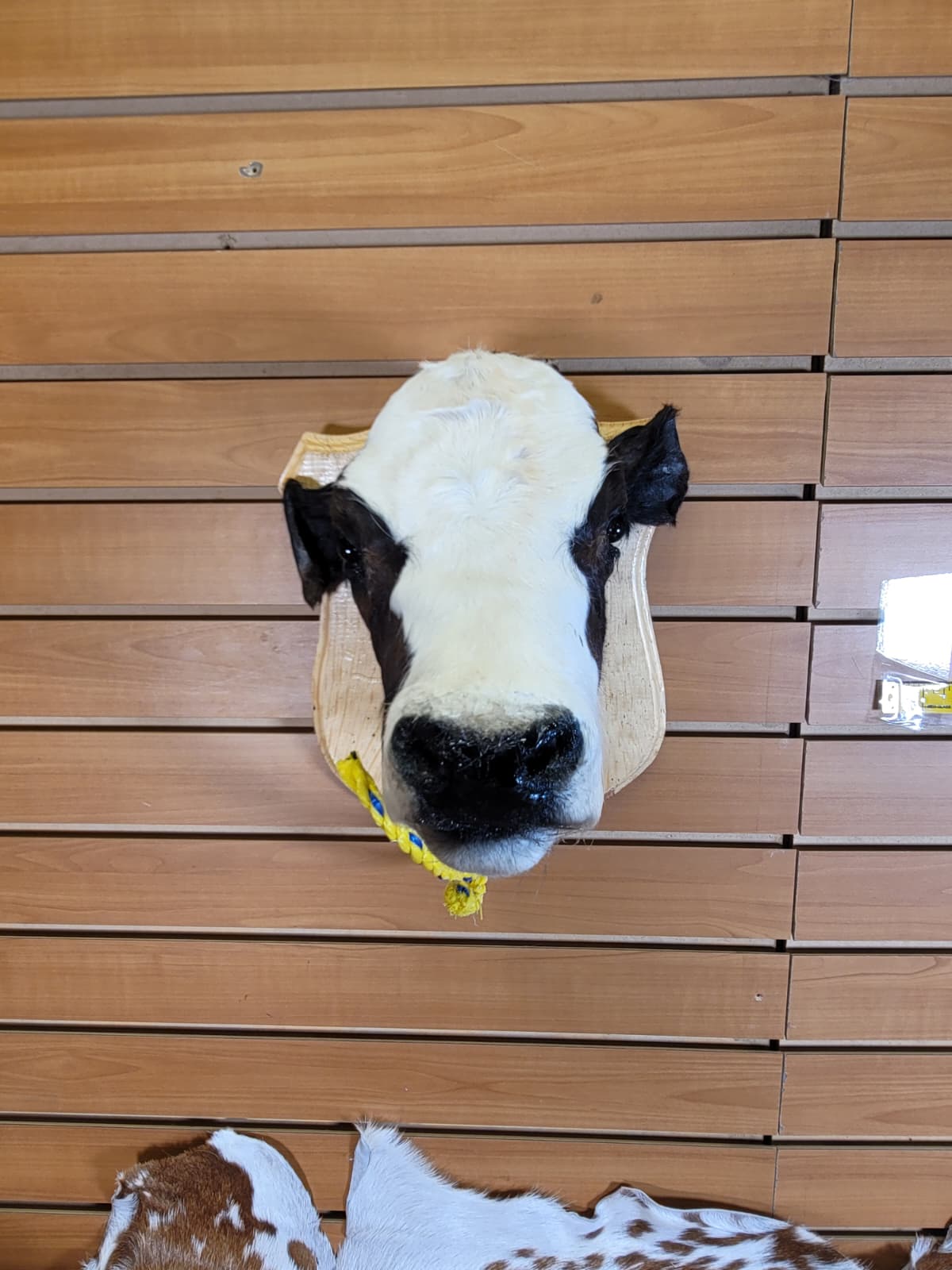 FHCOW302 - Mounted Calf Head – Taxidermy