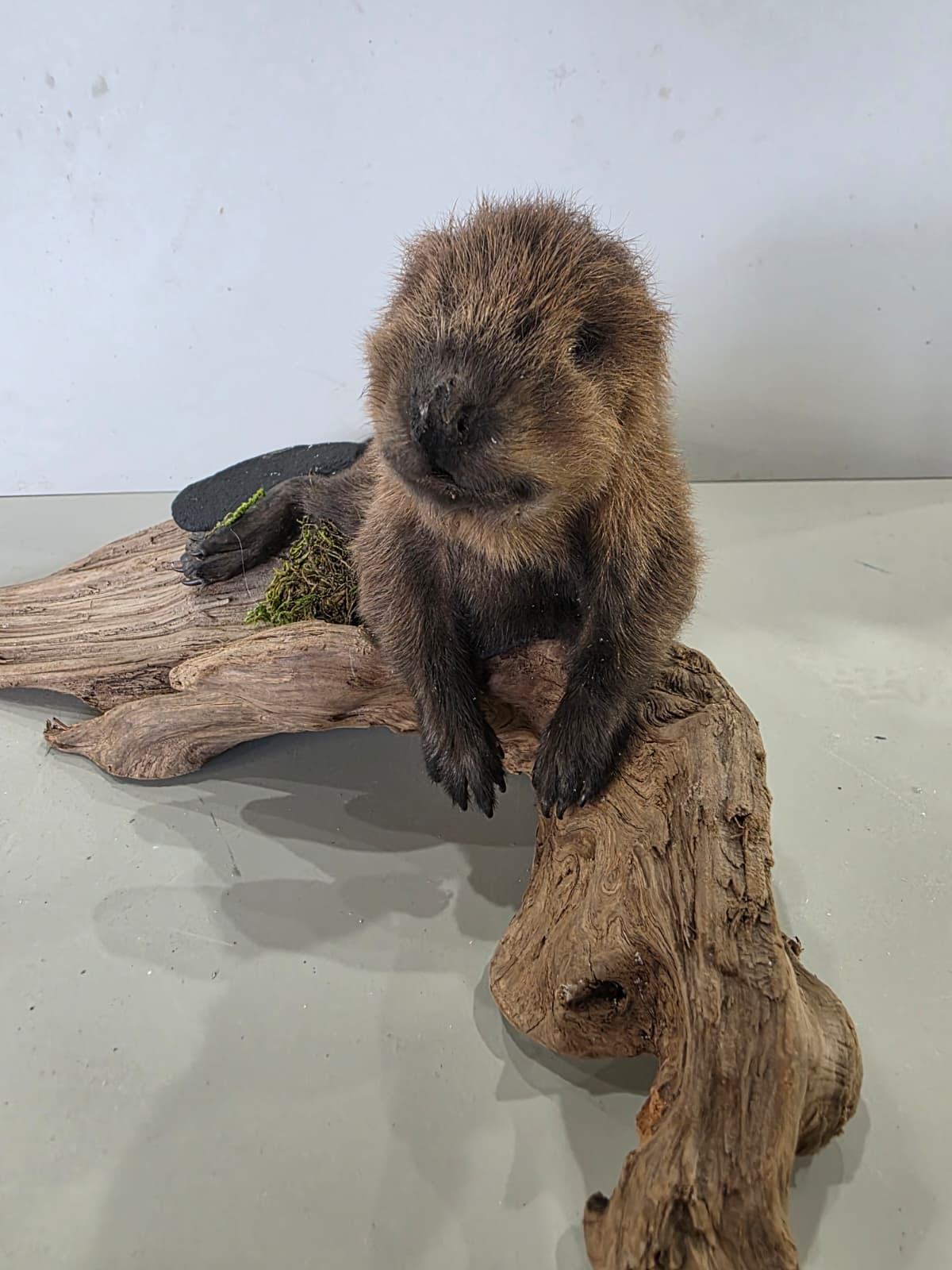 Fhck166 - Baby Beaver Taxidermy Mount – Lifelike Woodland Display
