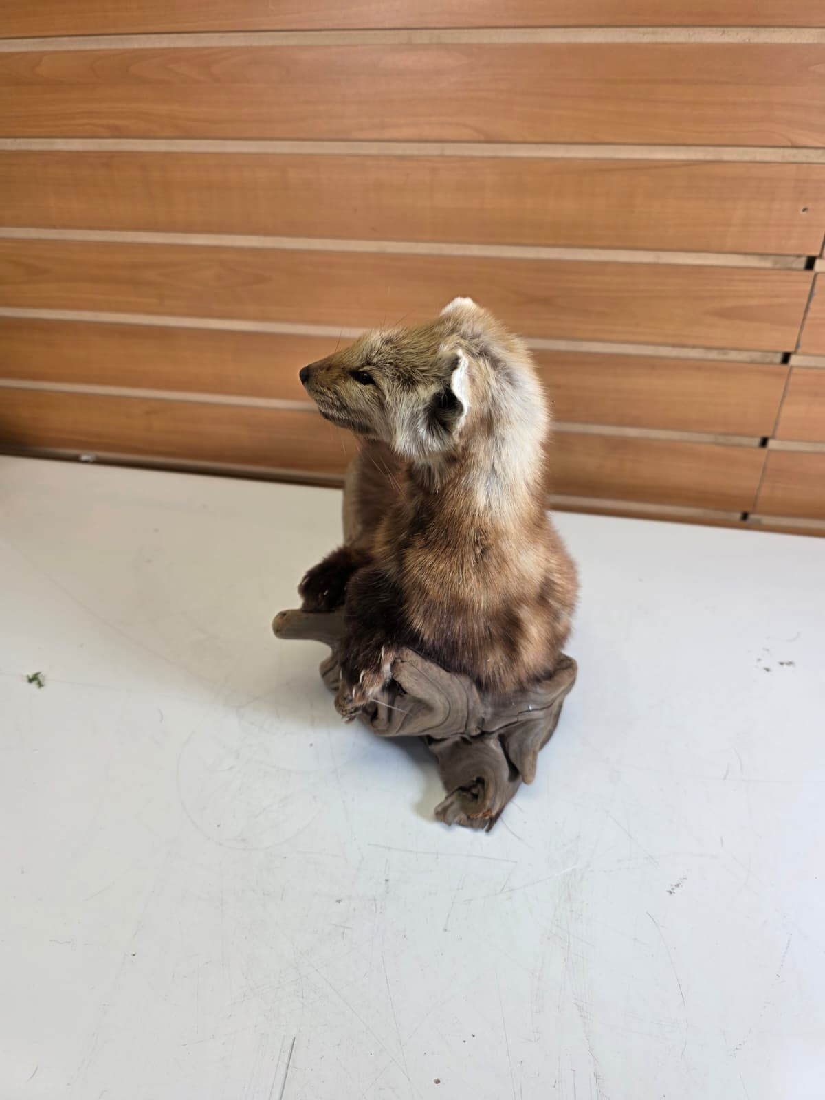 Fhck156 - Taxidermy Marten full body mount
