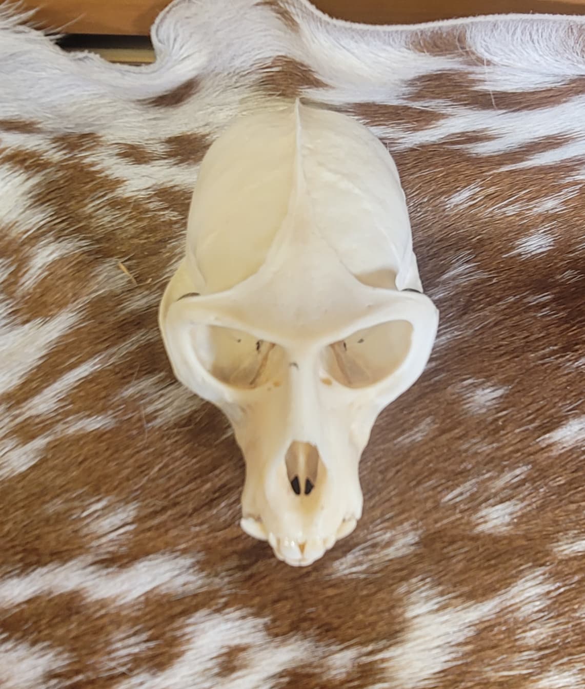 FHPS302 - Colobus real monkey skull