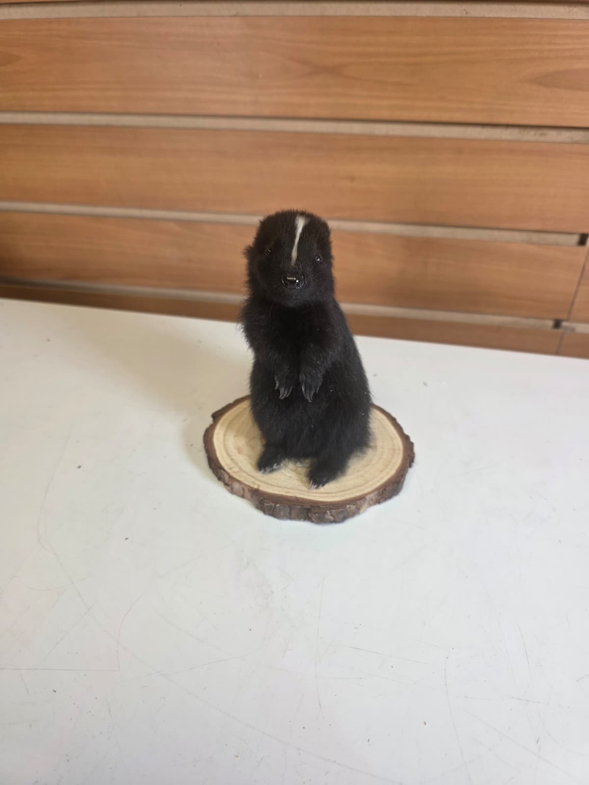FHCK144 - baby skunk taxidermy mount
