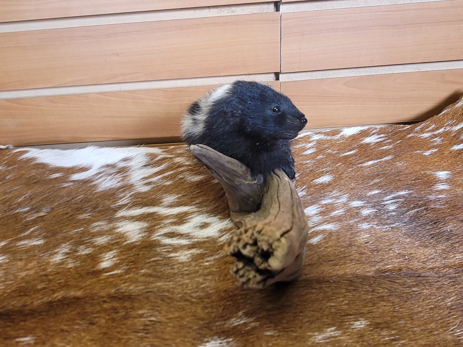 FHSKU309 - Full-Body baby Skunk Taxidermy Mount