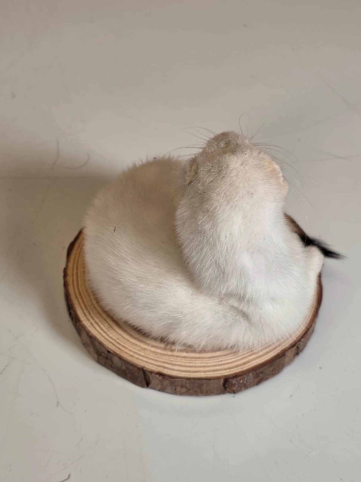 Fhck165 - Beautiful Adorable Weasel Ermine Small Animal Taxidermy