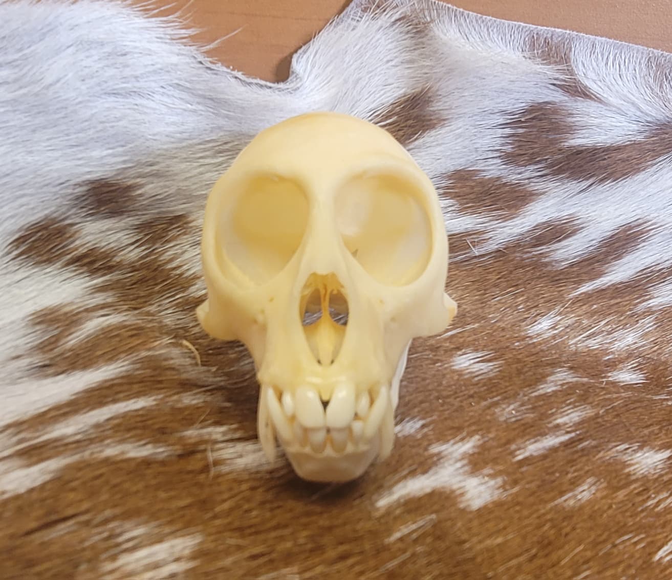 FHPS301 - Tufted Capuchin real monkey skull