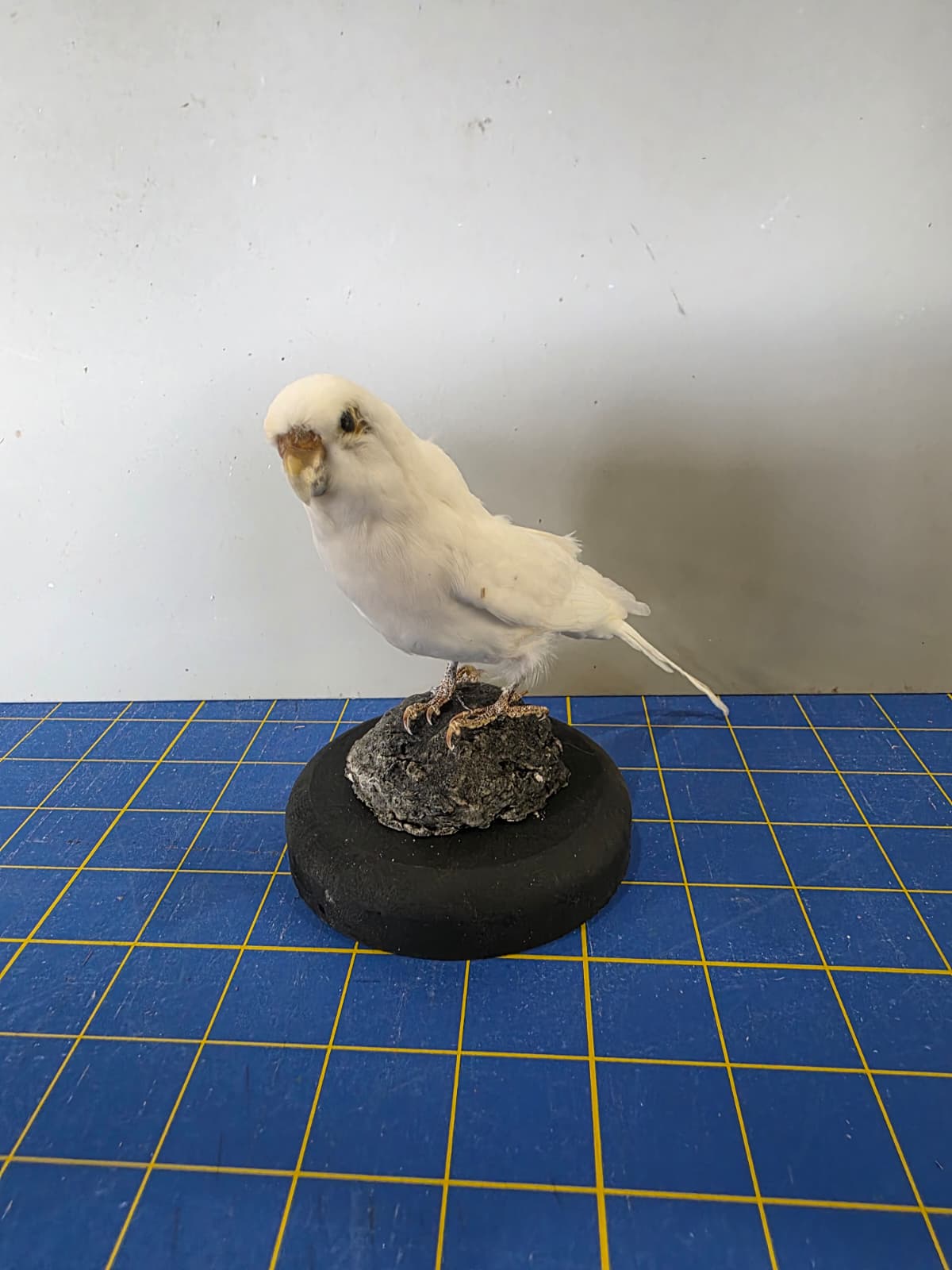 Fhyen5 - White Parakeet Taxidermy Mount – Elegant Natural Display