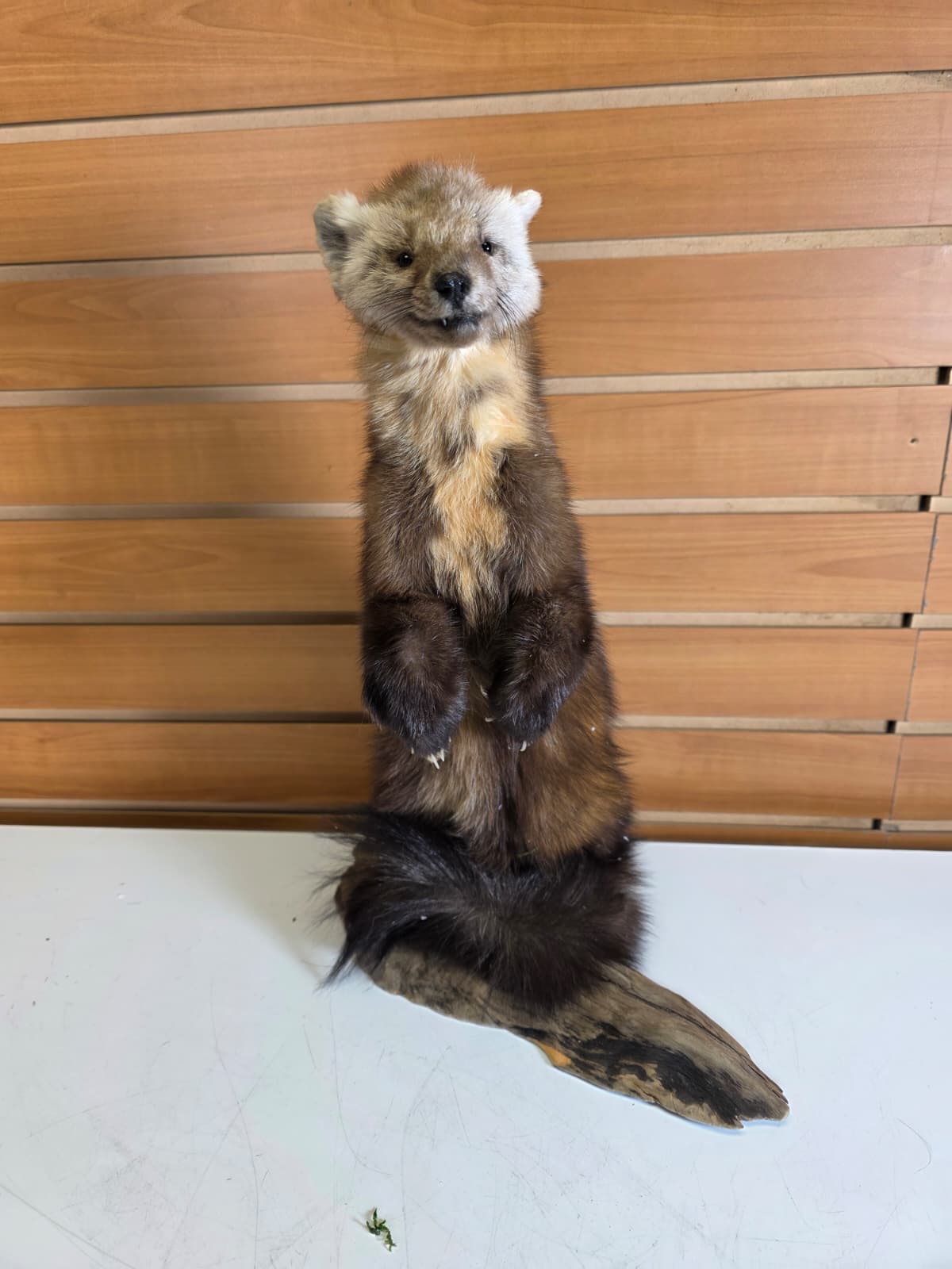 Fhck153 - Taxidermy Marten full body mount